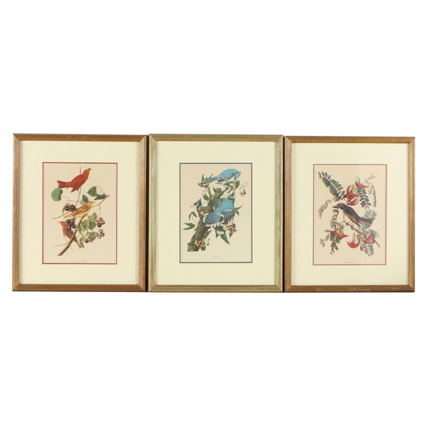Halftone Prints After Audubon "Gray Kingbird", "Summer Tanager" and "Blue Jay"