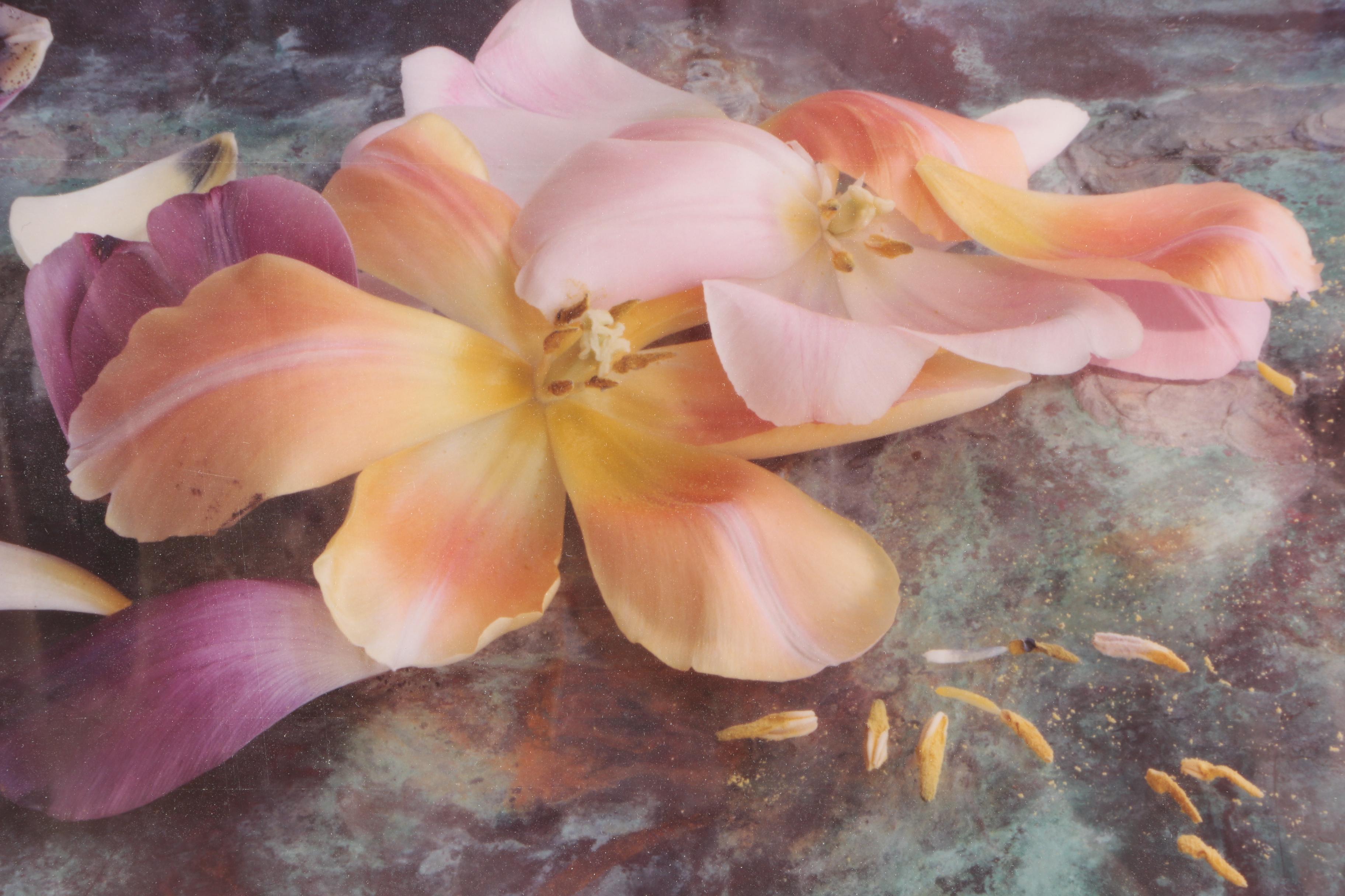 Randy Dana Limited Edition Digital Still Life Photographs