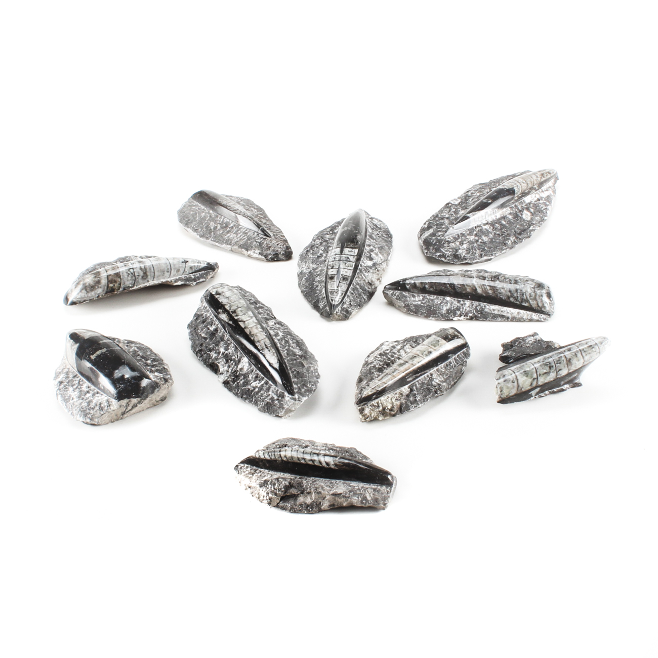 Group of Orthoceras Fossils