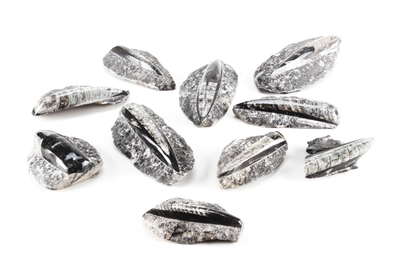 Group of Orthoceras Fossils