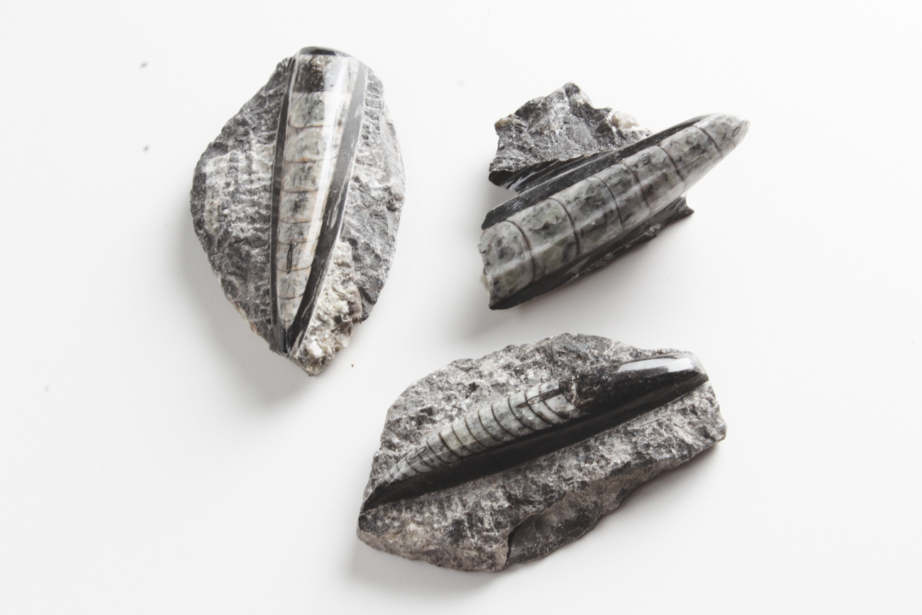 Group of Orthoceras Fossils