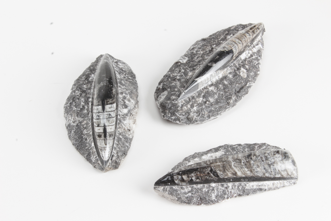 Group of Orthoceras Fossils