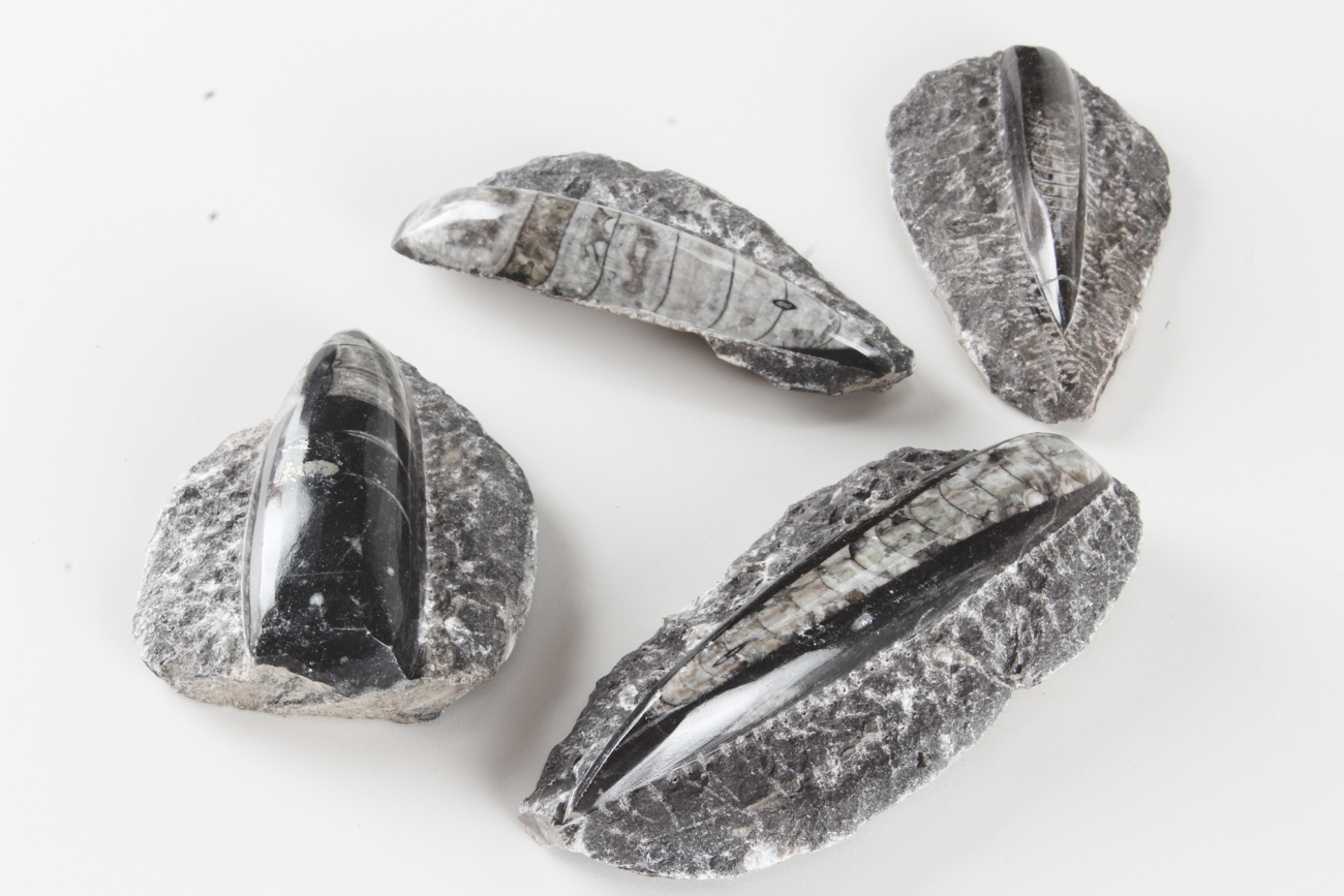 Group of Orthoceras Fossils