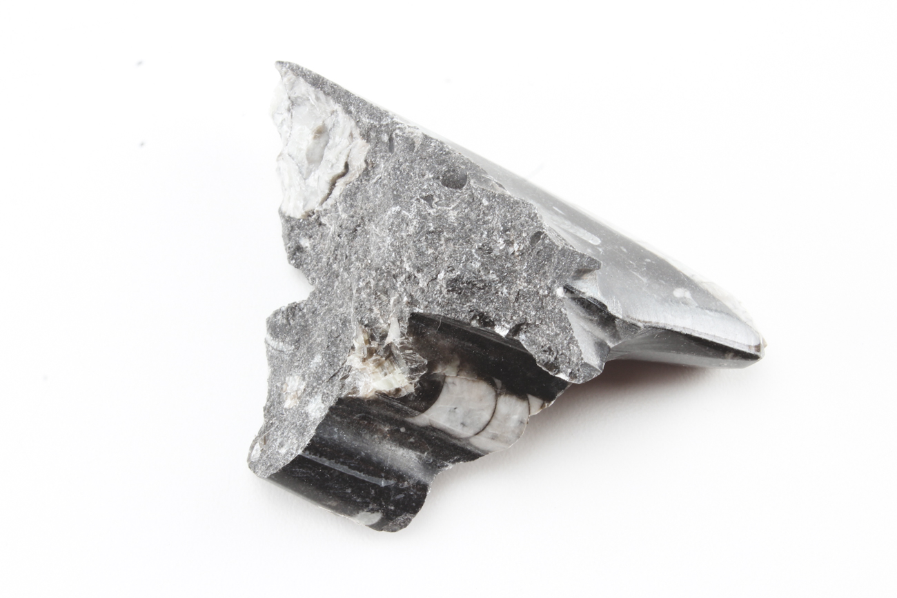 Group of Orthoceras Fossils