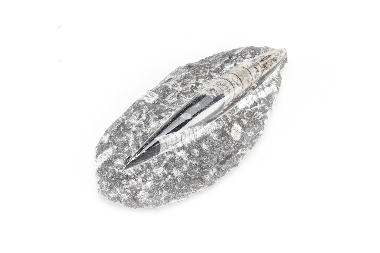 Group of Orthoceras Fossils