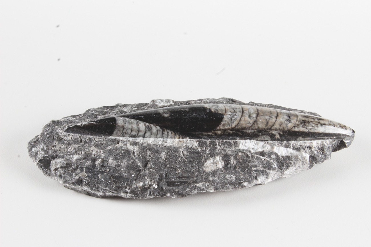 Group of Orthoceras Fossils