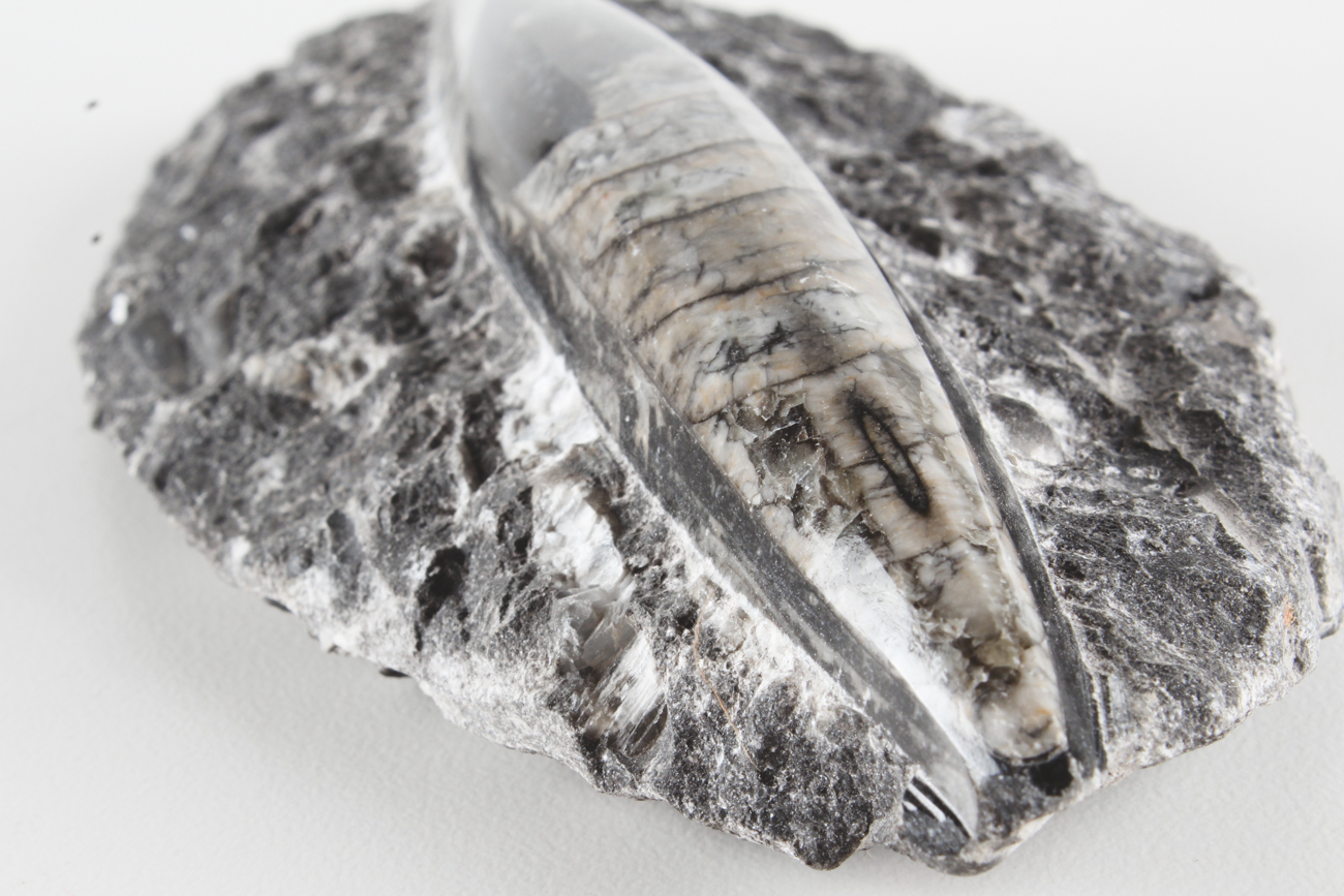 Group of Orthoceras Fossils