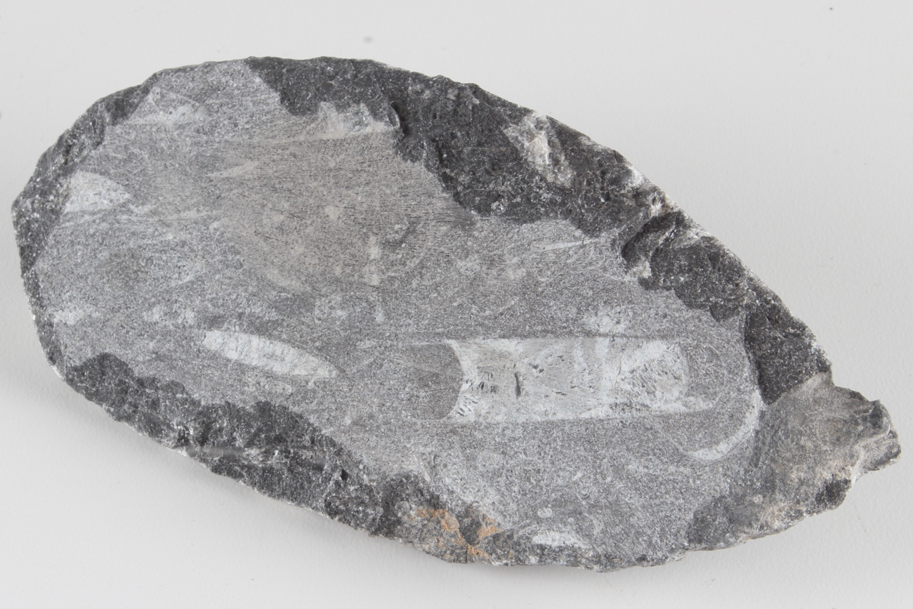 Group of Orthoceras Fossils