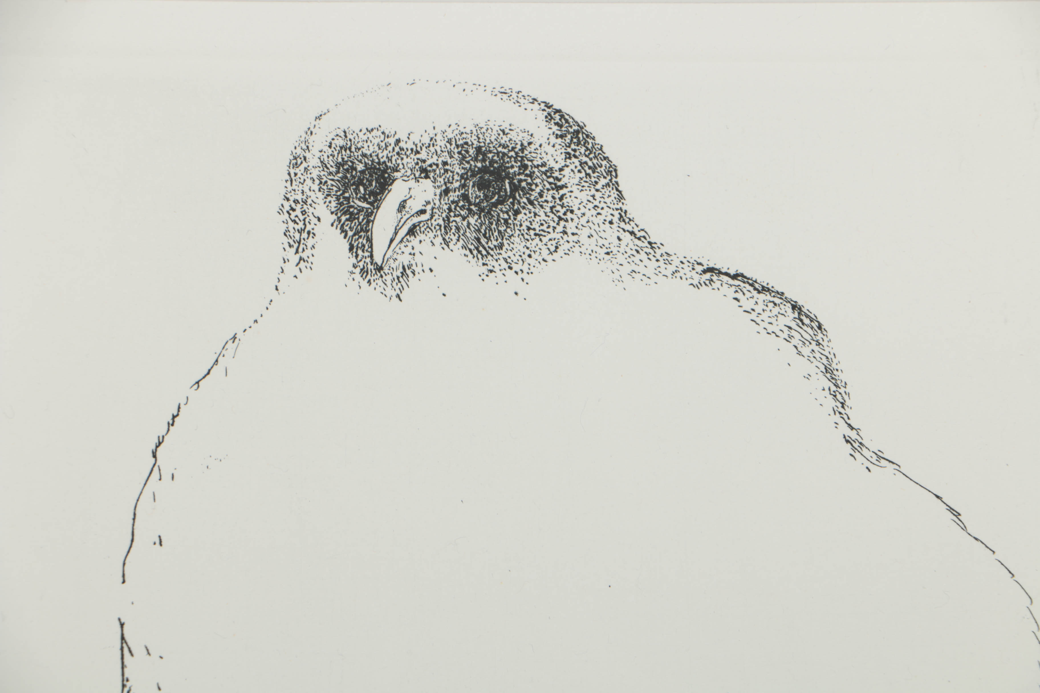 Leonard Baskin 1966 Limited Edition Etching "Standing Bird"