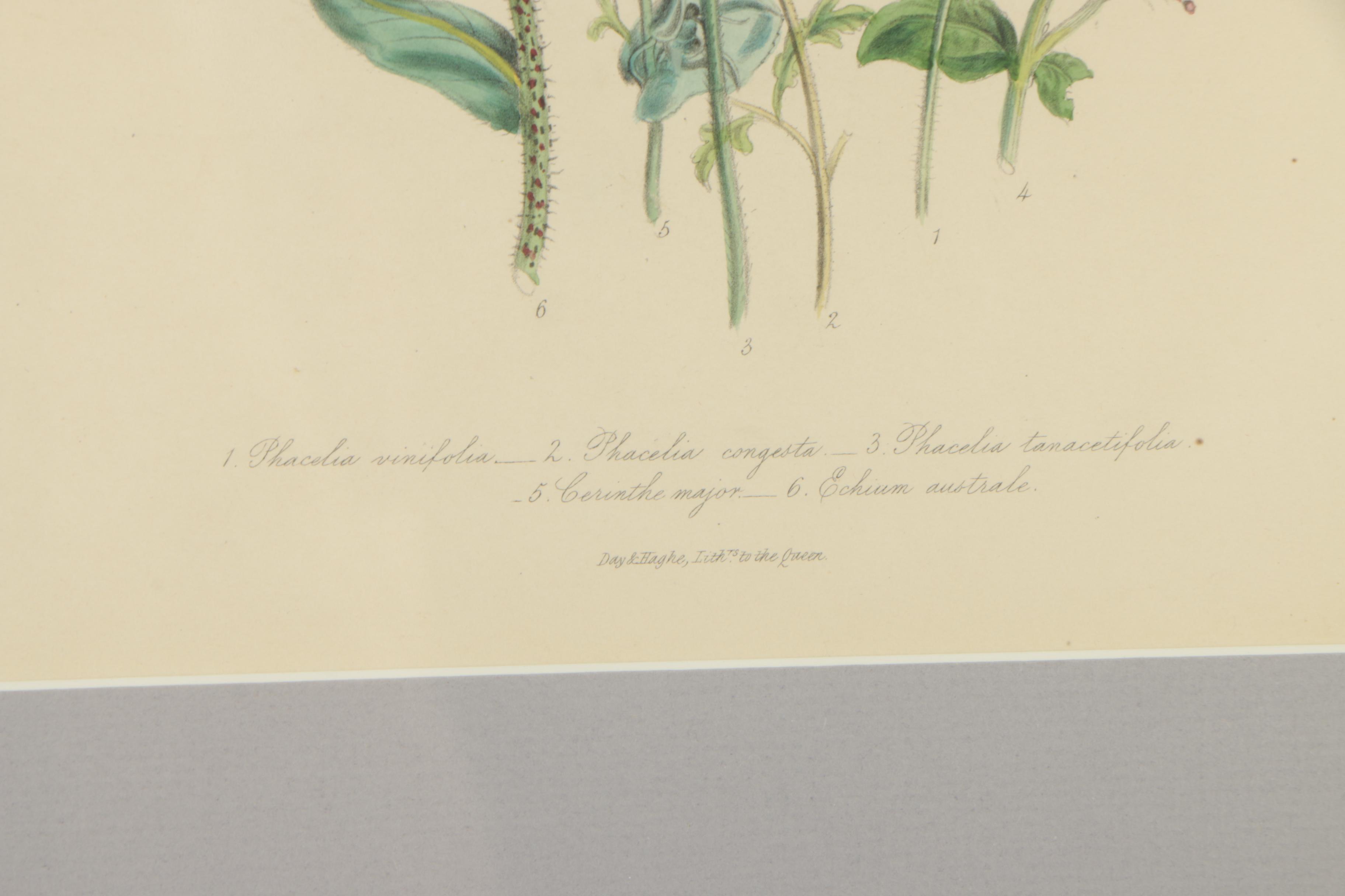 Hand-Colored Botanical Lithograph After Jane Webb Loudon