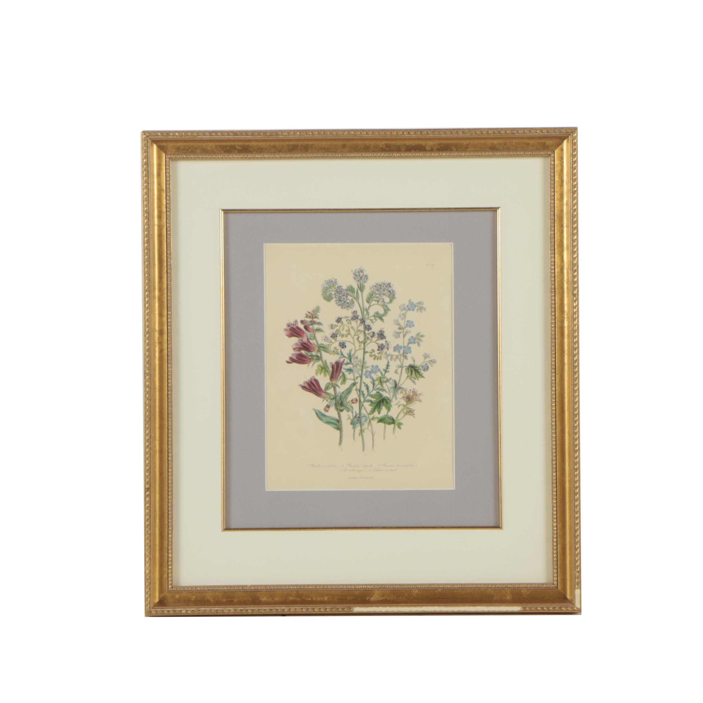 Hand-Colored Botanical Lithograph After Jane Webb Loudon