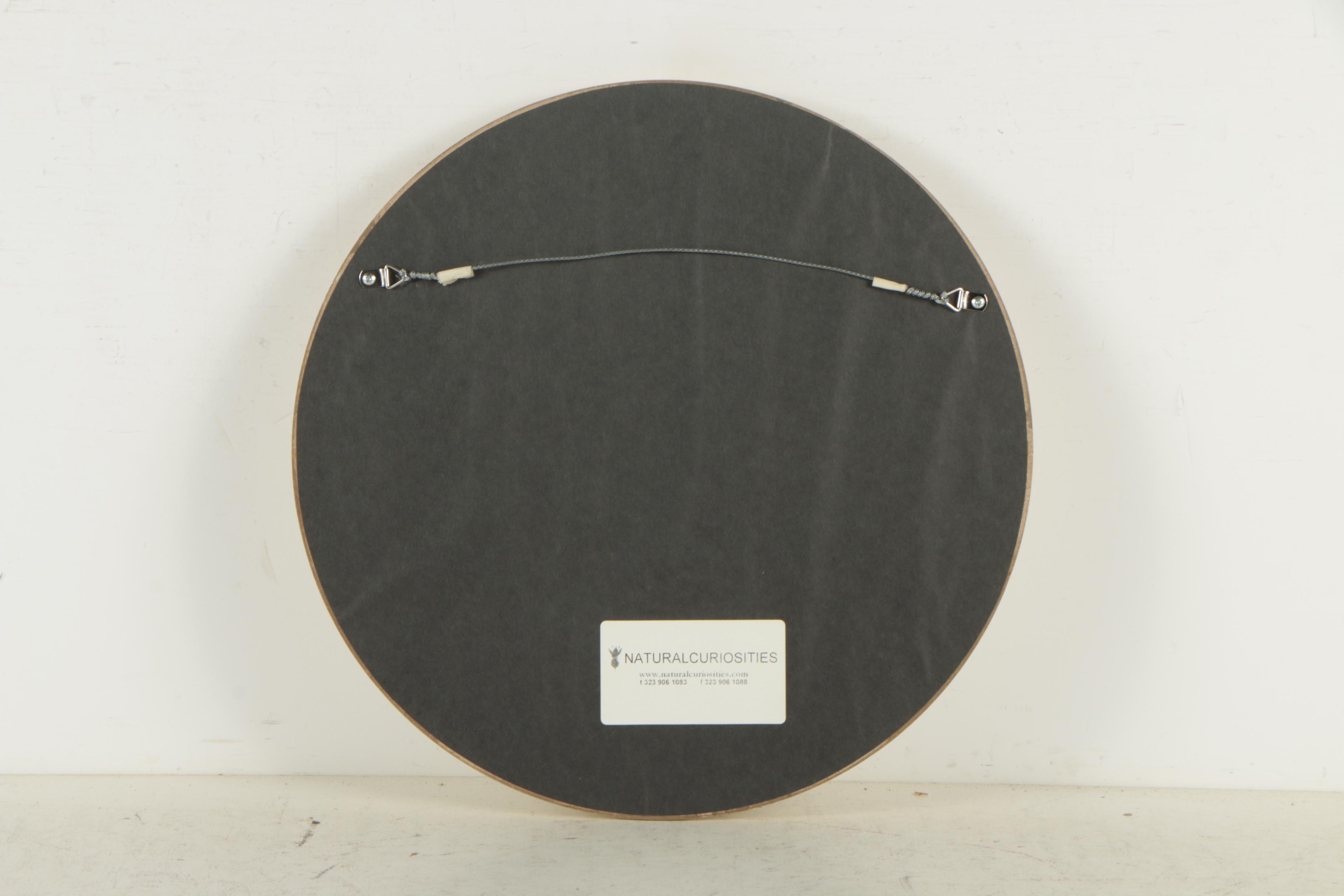 Natural Curiosities Lithographs "Westerley Birds"