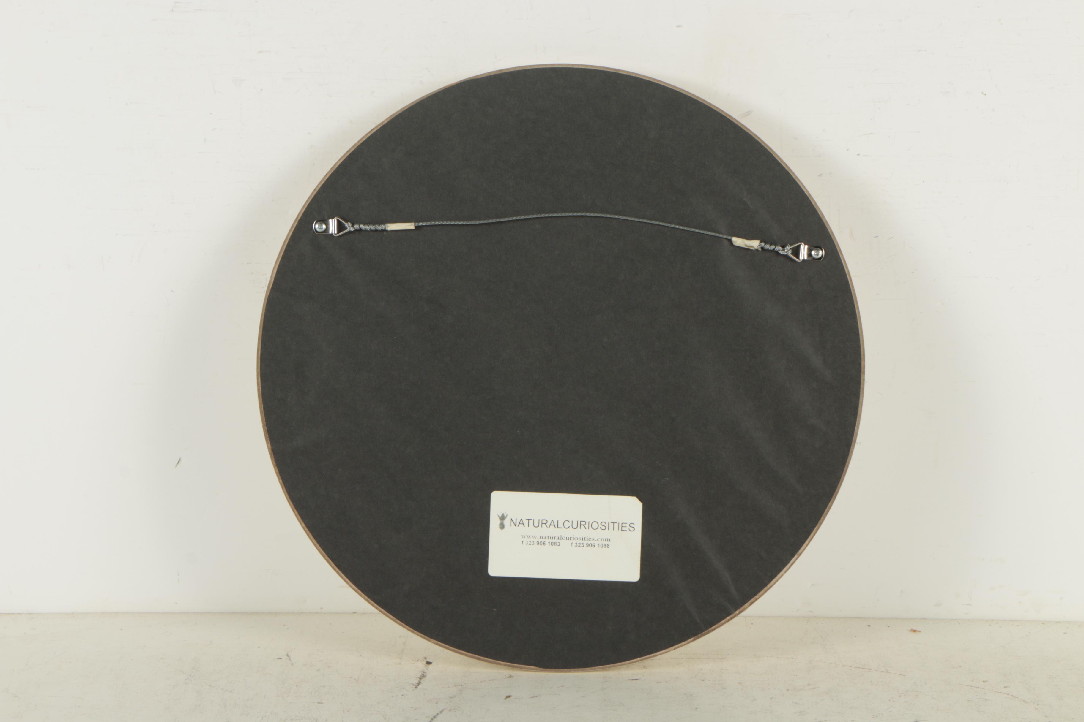 Natural Curiosities Lithographs "Westerley Birds"