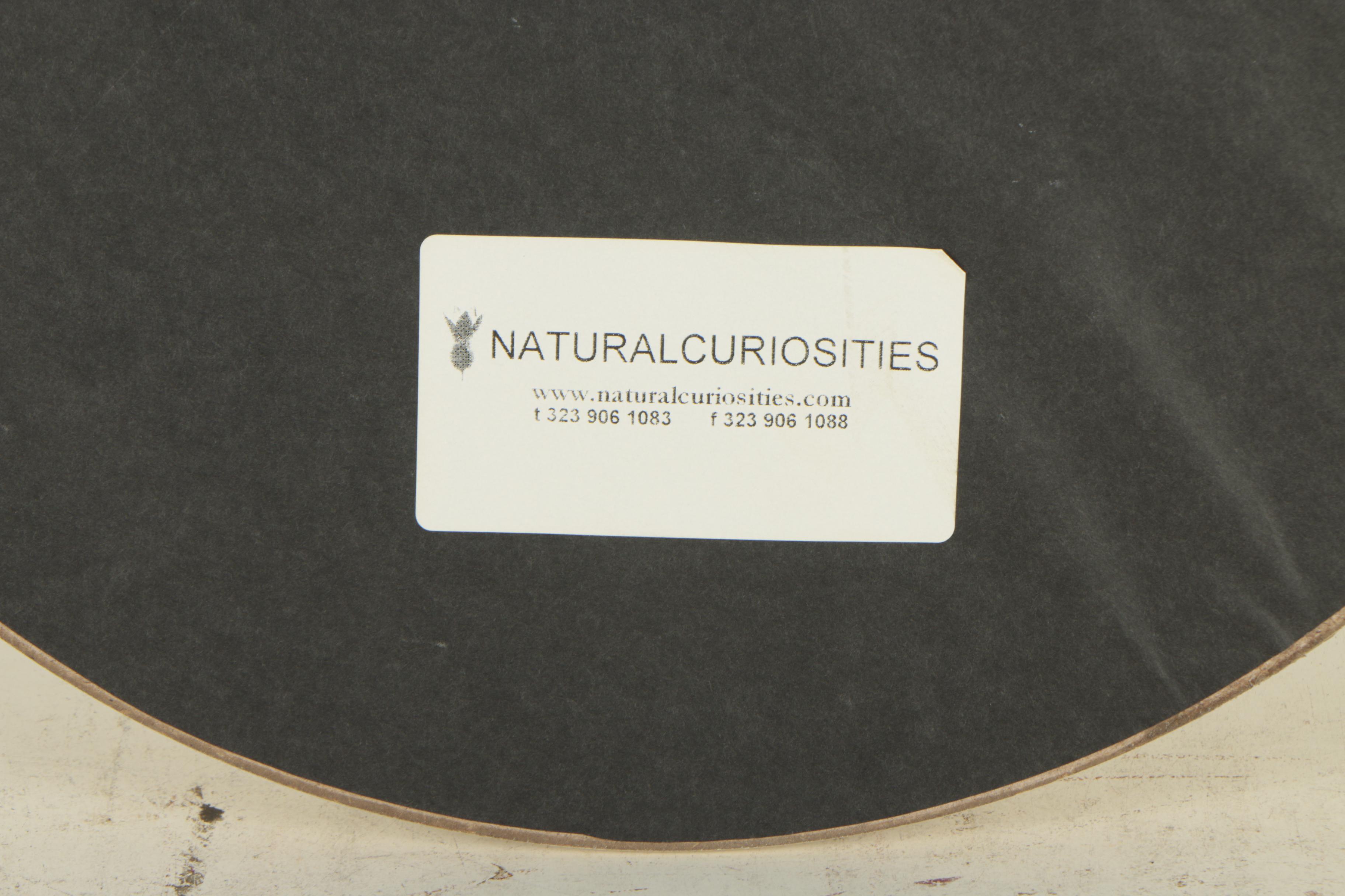 Natural Curiosities Lithographs "Westerley Birds"