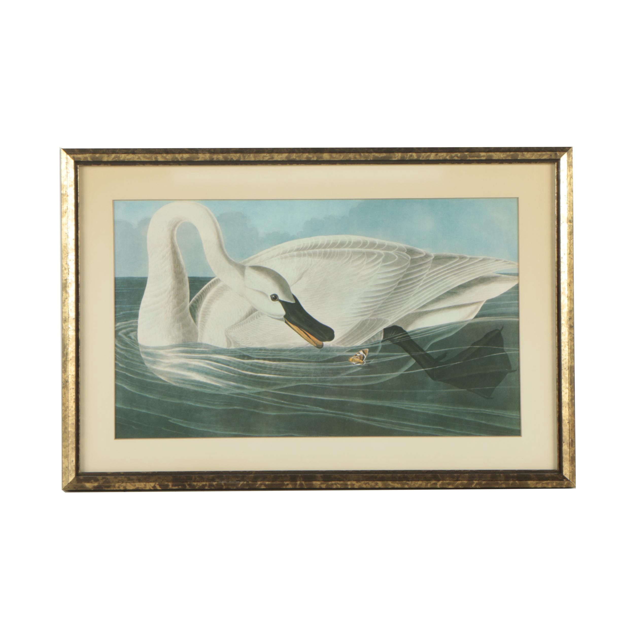Offset Lithograph After John James Audubon "Trumpeter Swan"