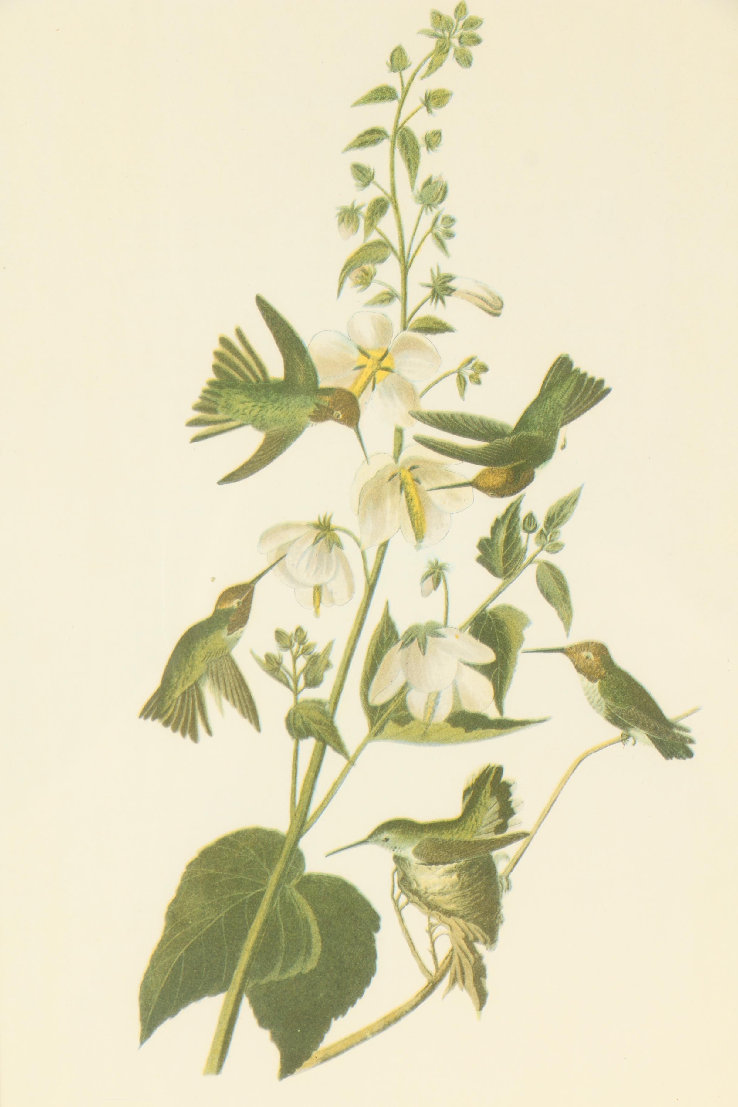 Offset Lithograph After John James Audubon of Birds