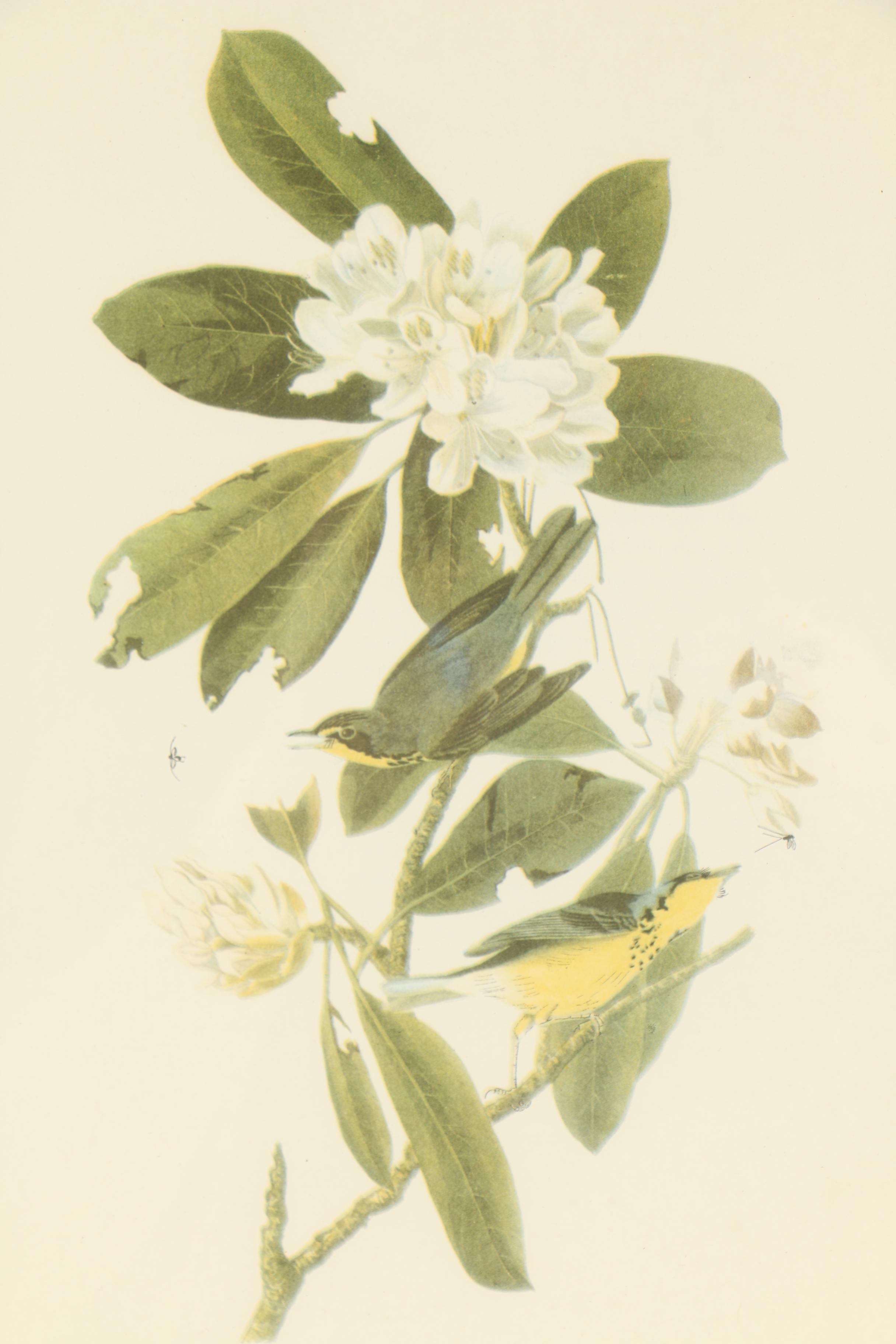 Offset Lithograph After John James Audubon of Birds