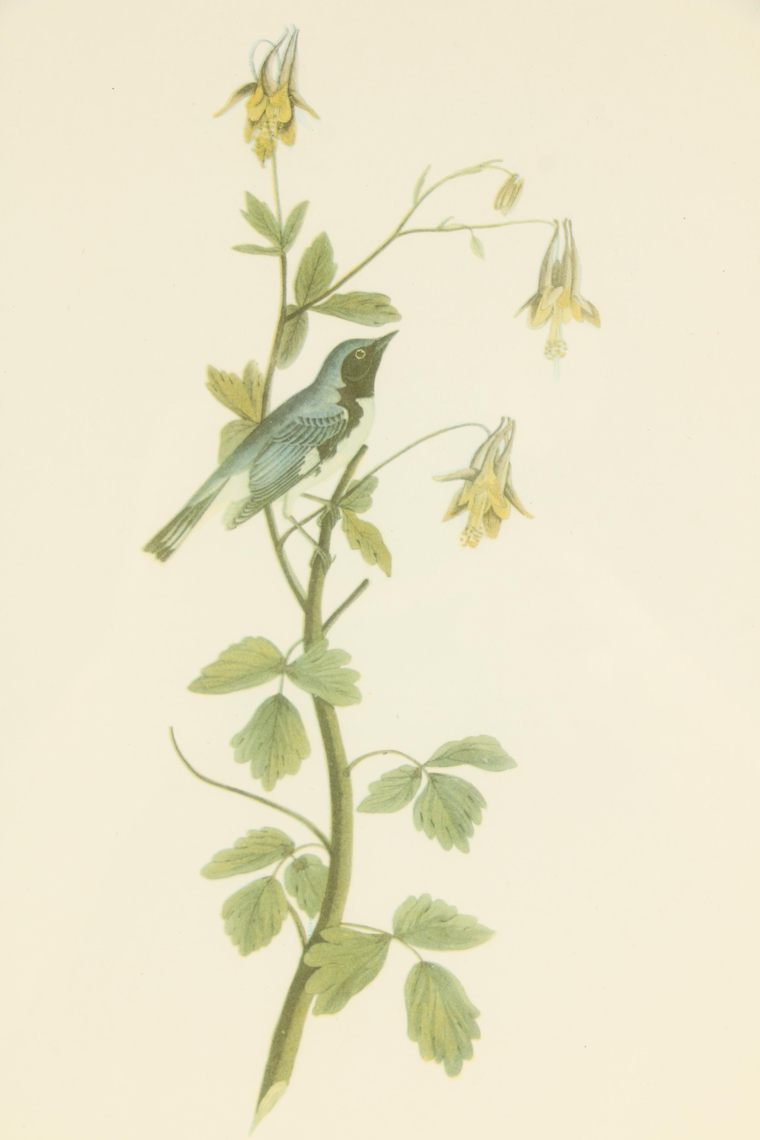 Offset Lithograph After John James Audubon of Birds