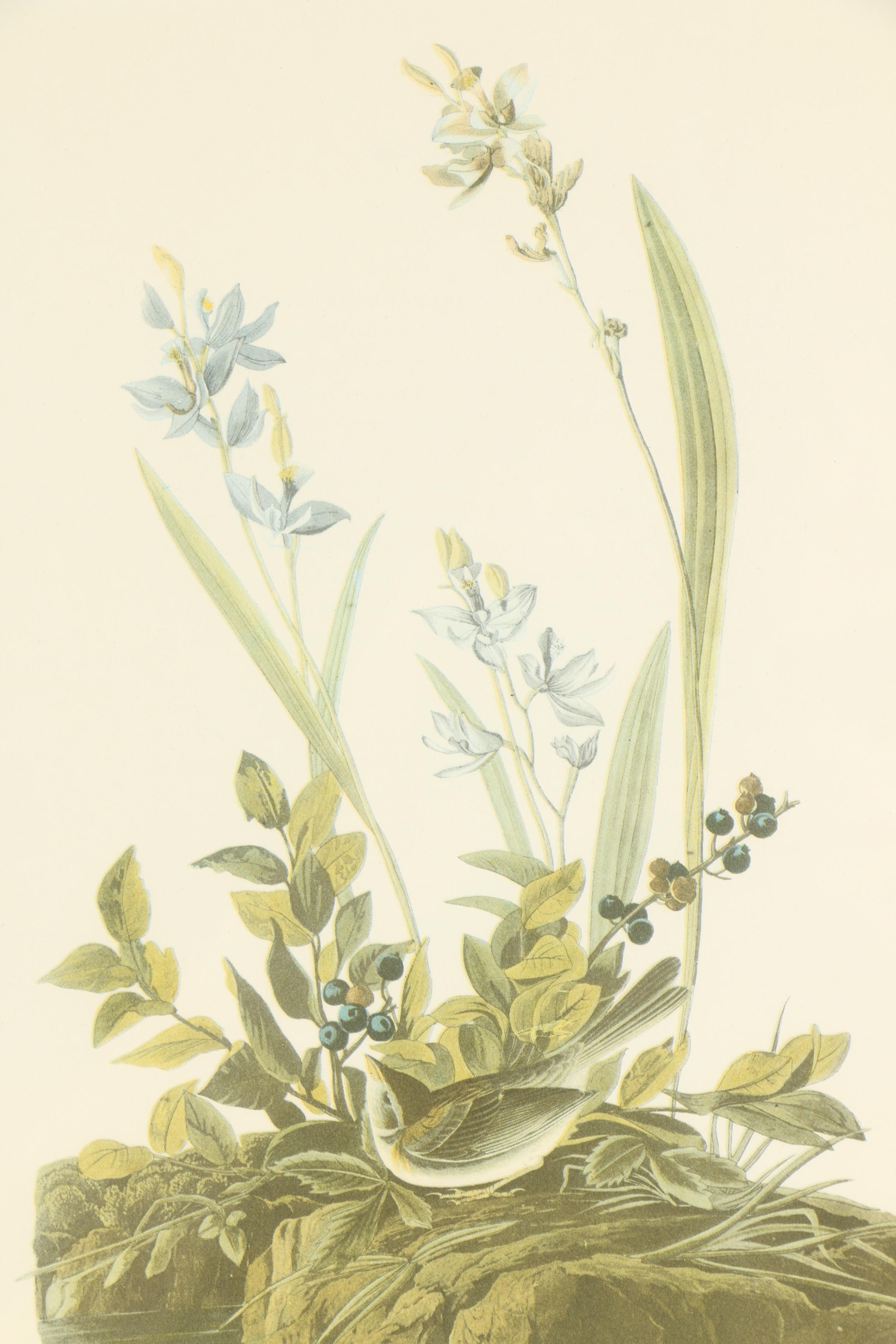 Offset Lithograph After John James Audubon of Birds