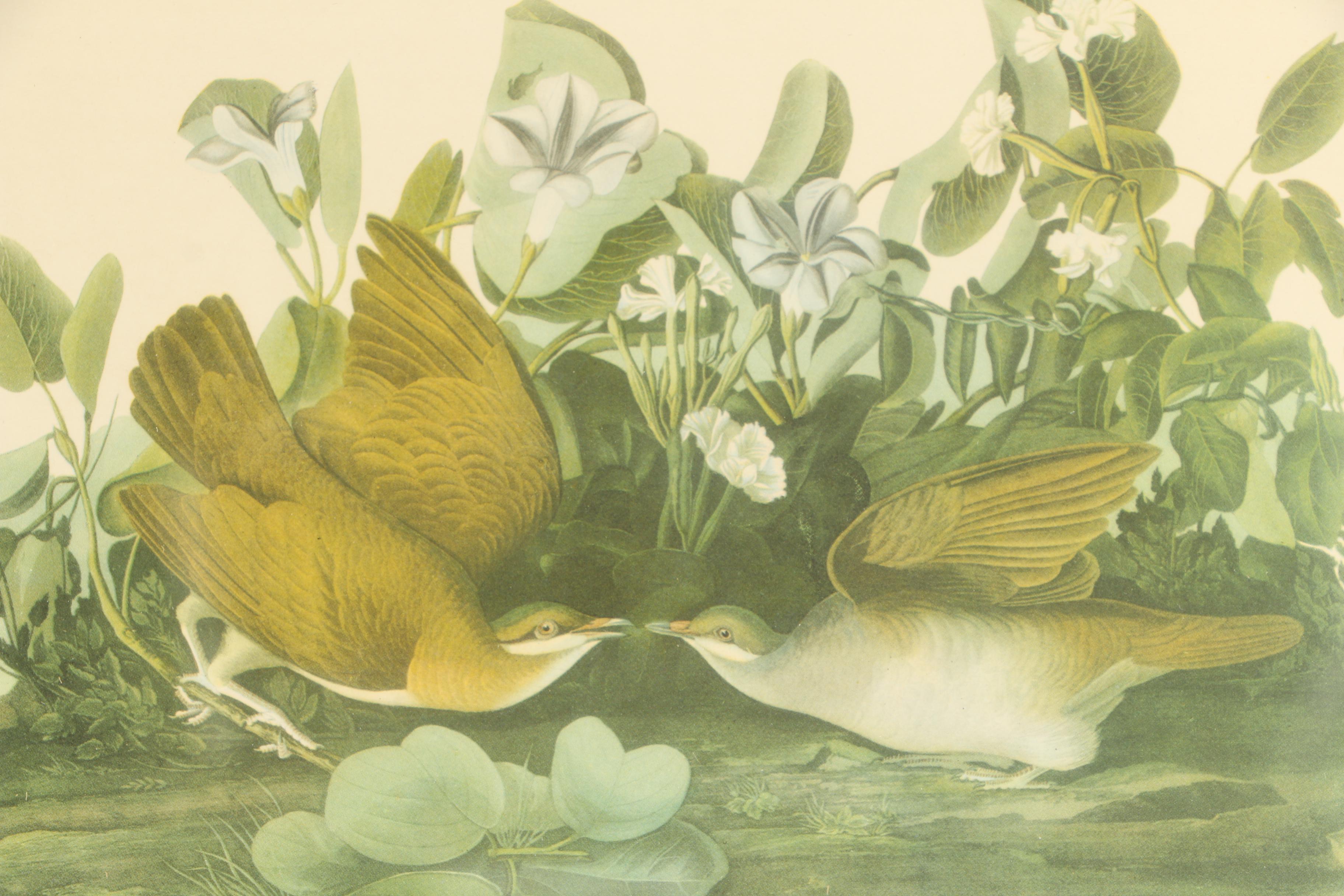 Offset Lithographs of Birds