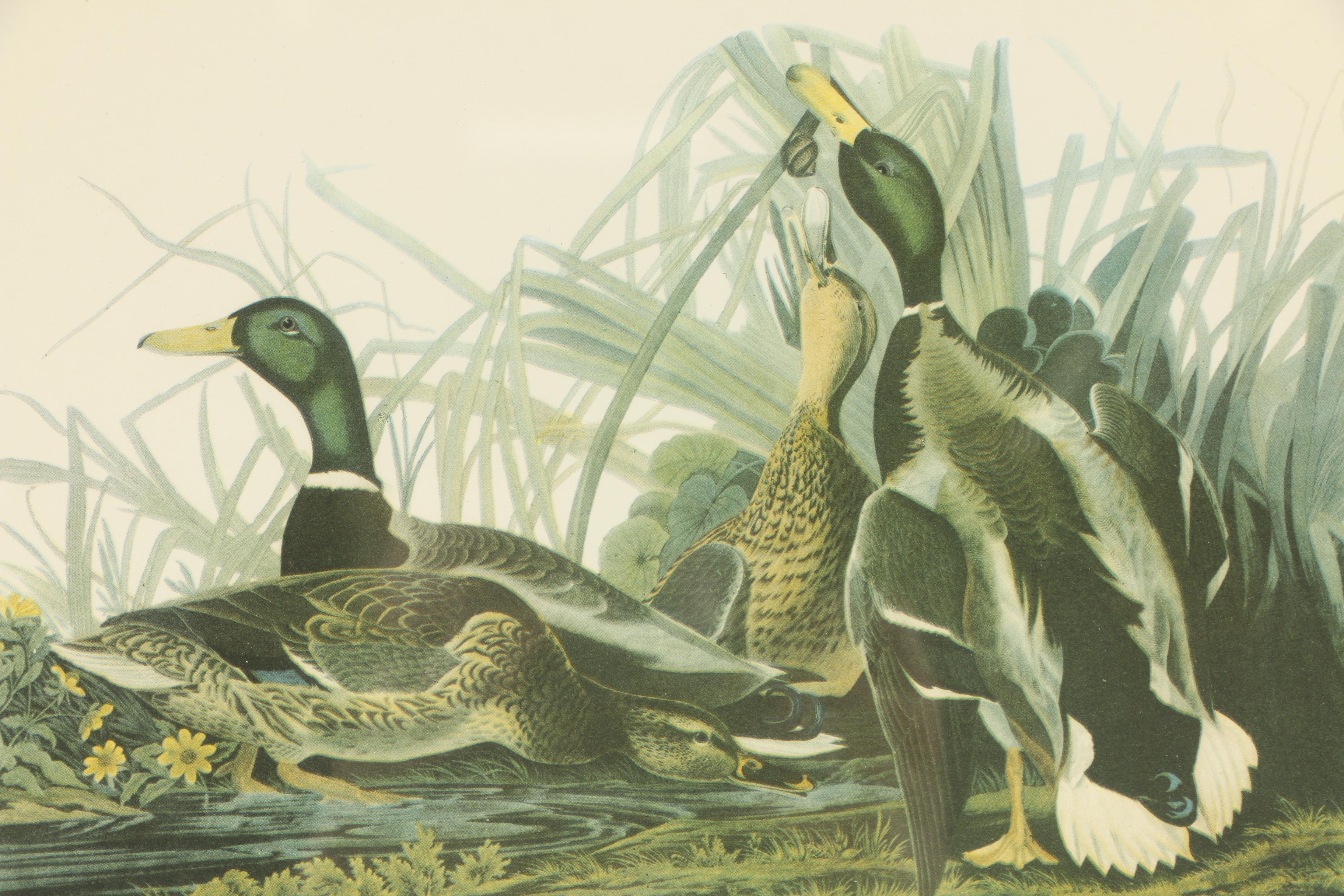 Offset Lithographs of Birds