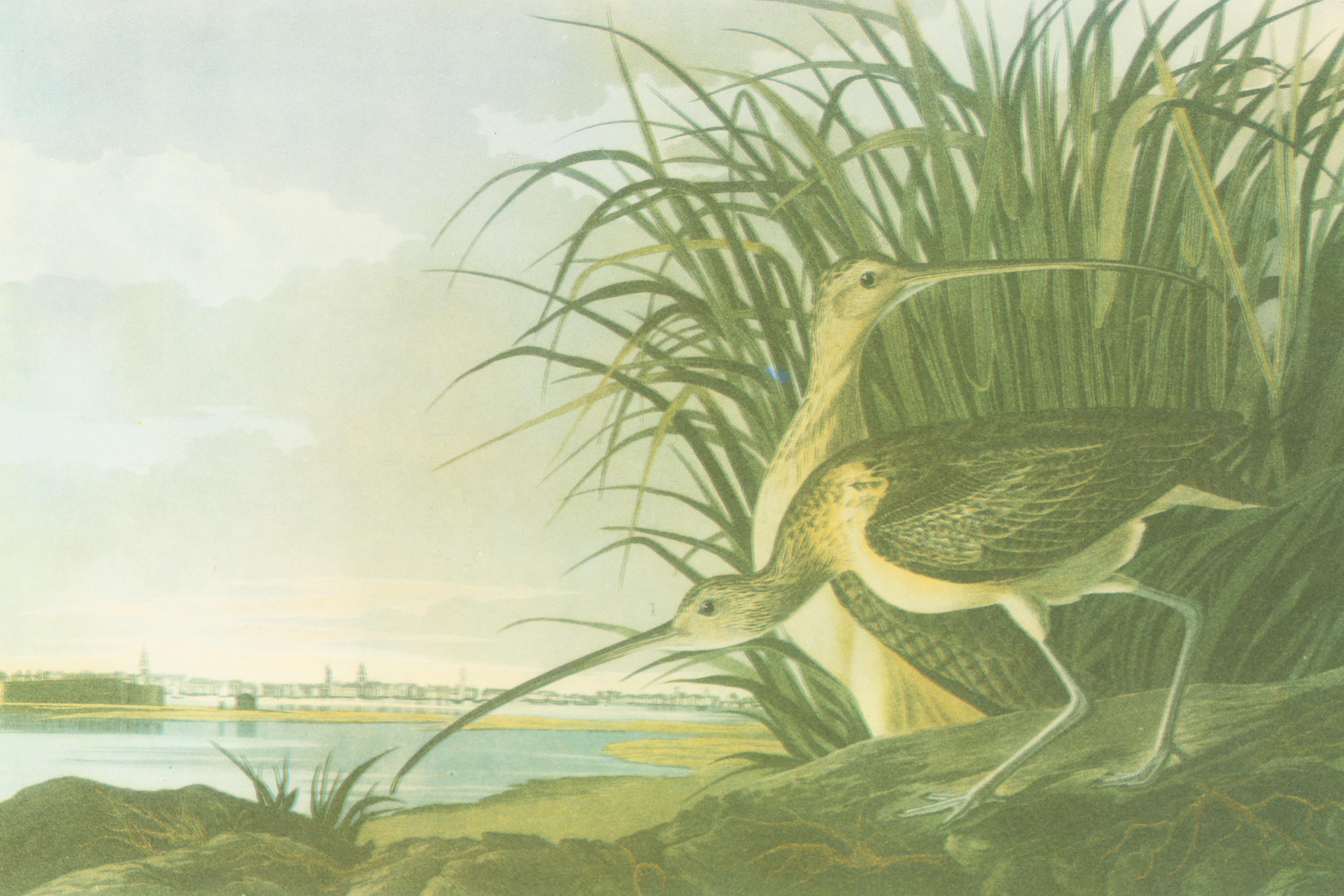 Offset Lithographs of Birds