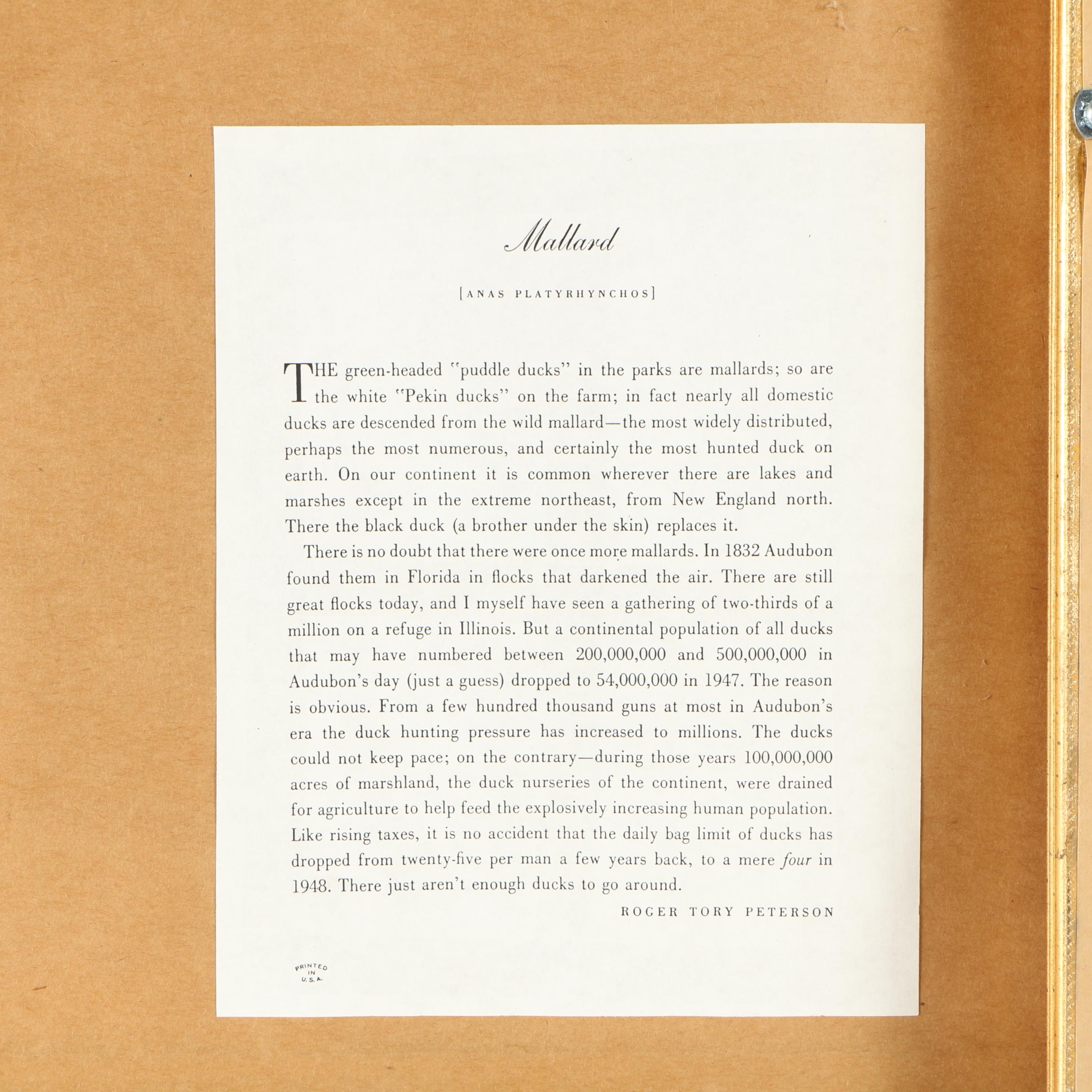 Offset Lithographs of Birds