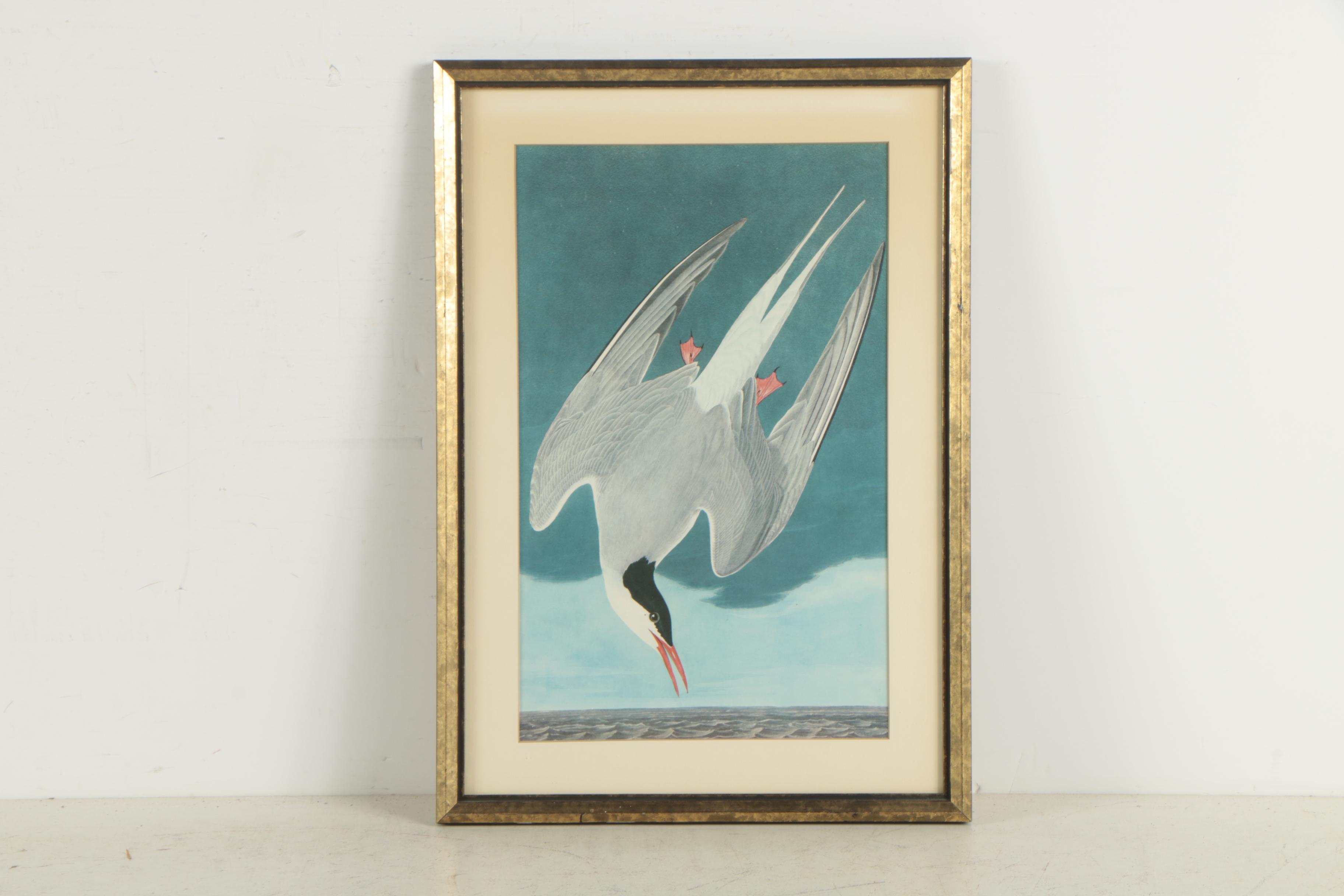 Offset Lithographs After John Audubon "Arctic Tern" and "American Flamingo"