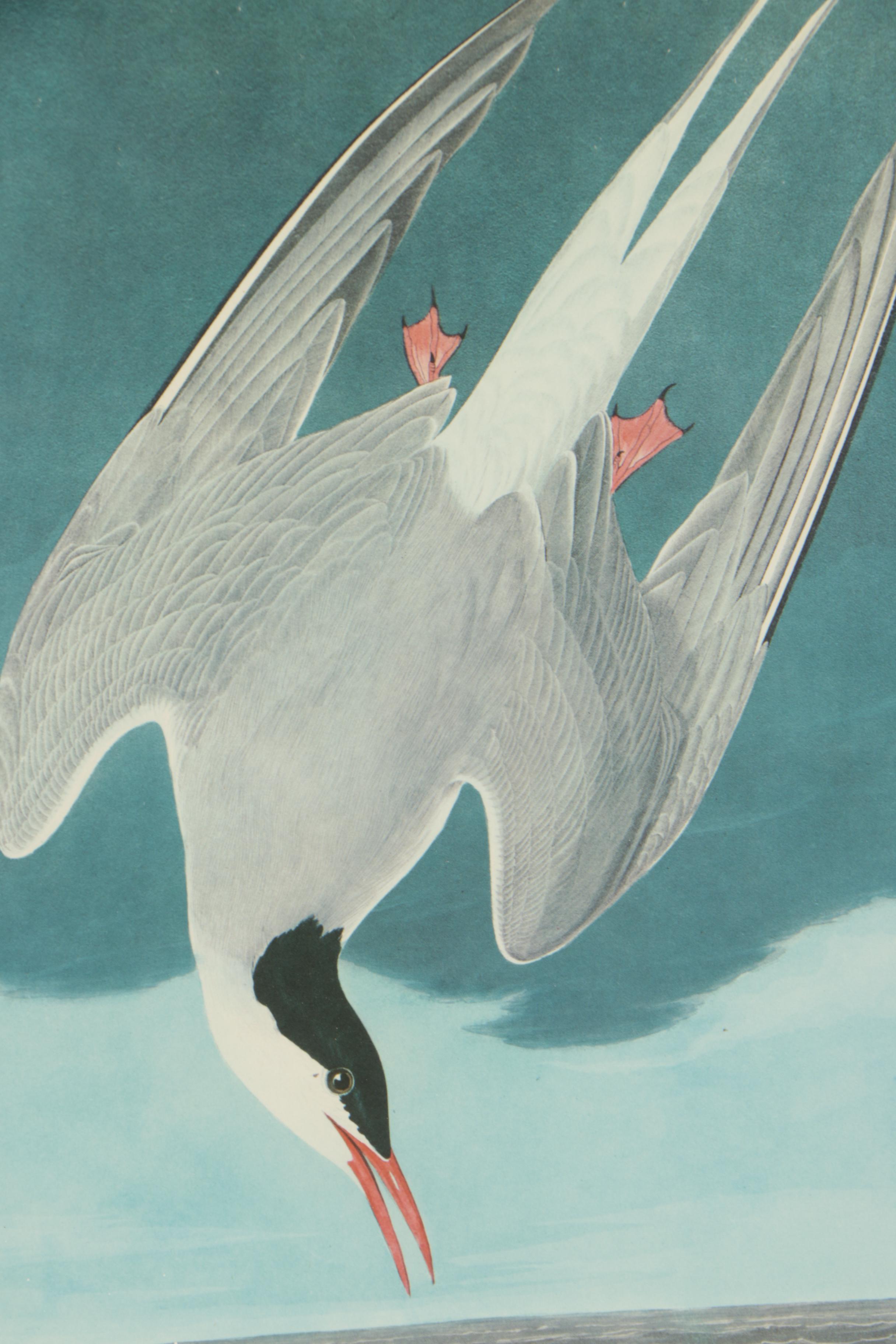 Offset Lithographs After John Audubon "Arctic Tern" and "American Flamingo"