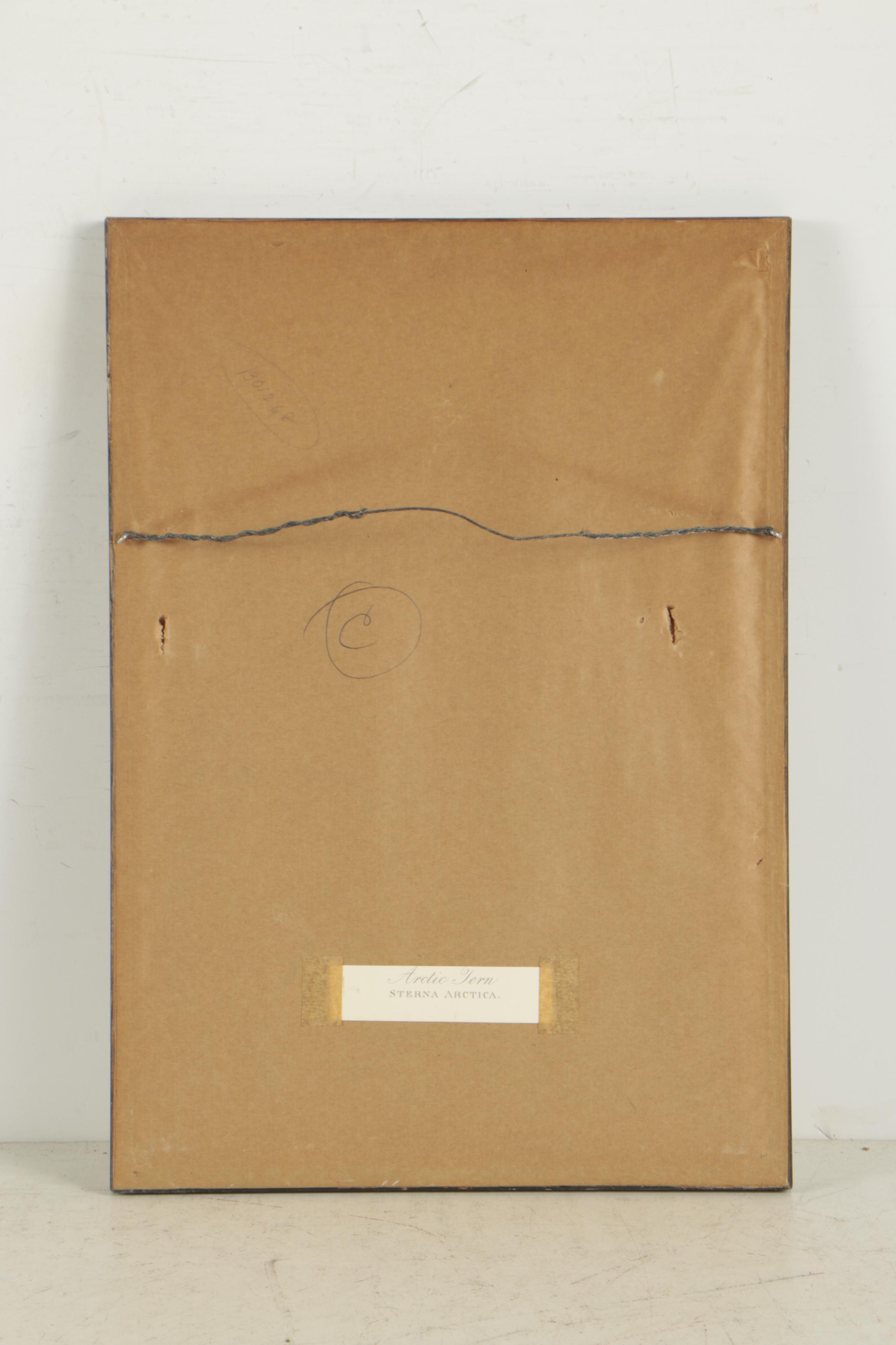 Offset Lithographs After John Audubon "Arctic Tern" and "American Flamingo"