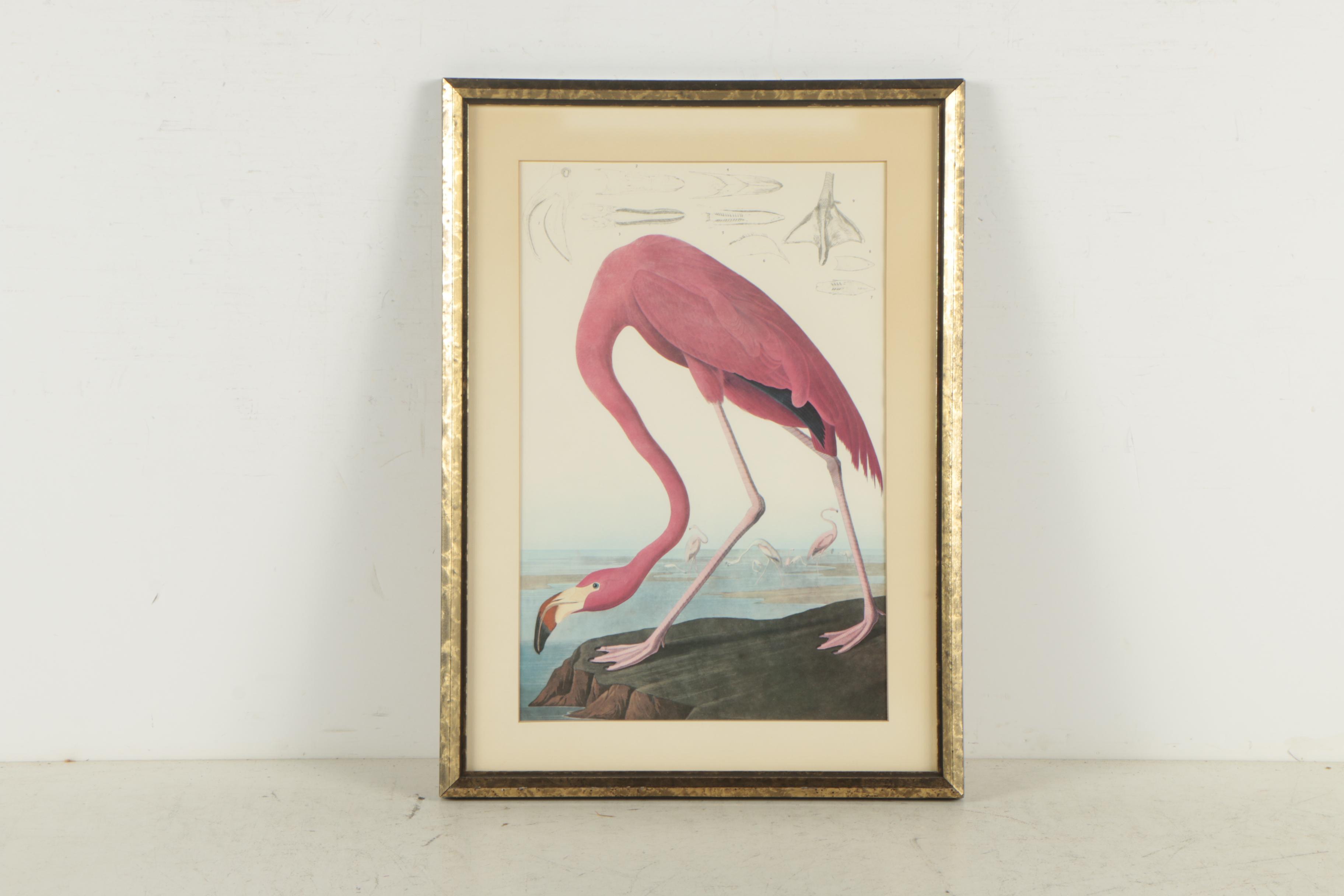 Offset Lithographs After John Audubon "Arctic Tern" and "American Flamingo"