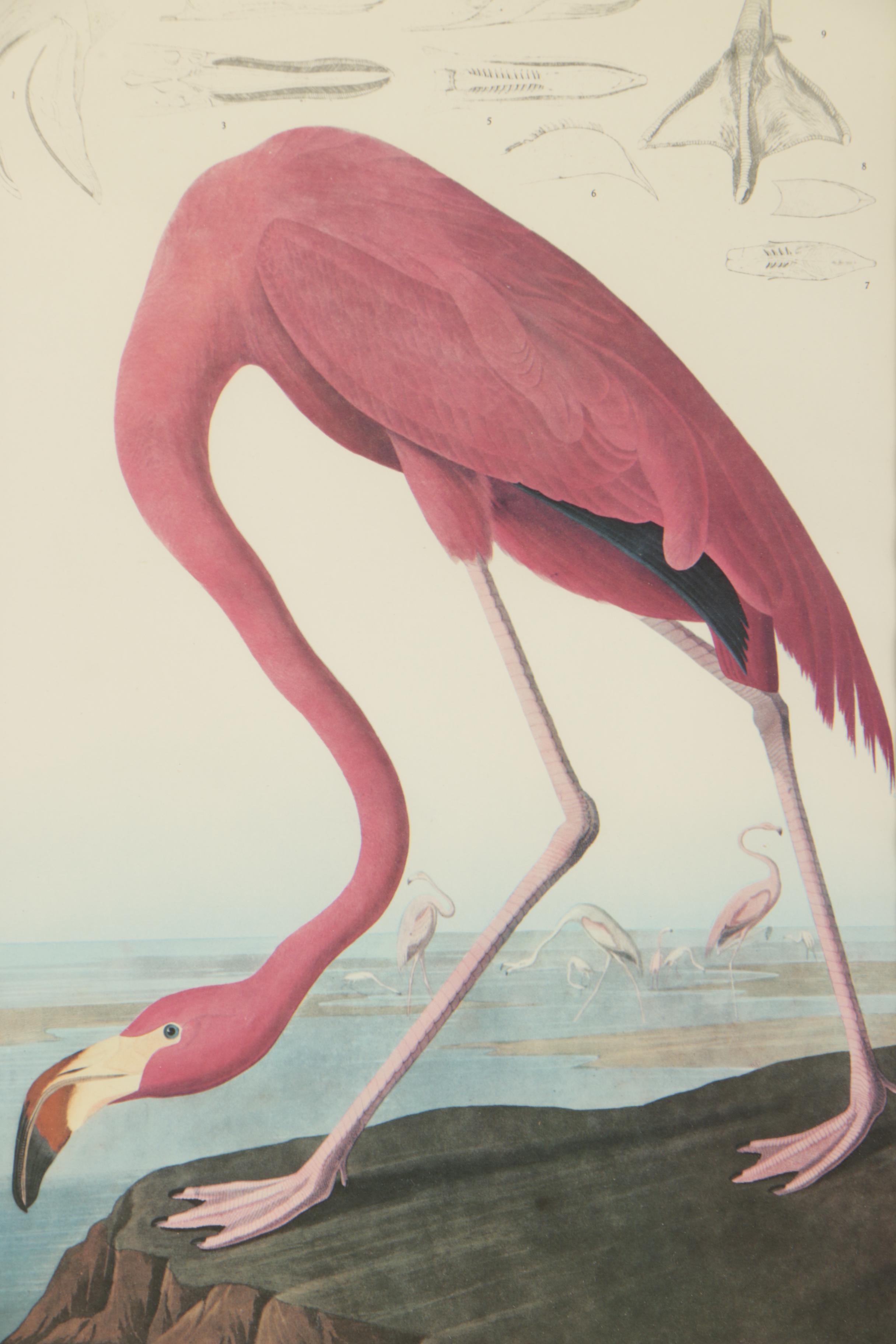 Offset Lithographs After John Audubon "Arctic Tern" and "American Flamingo"