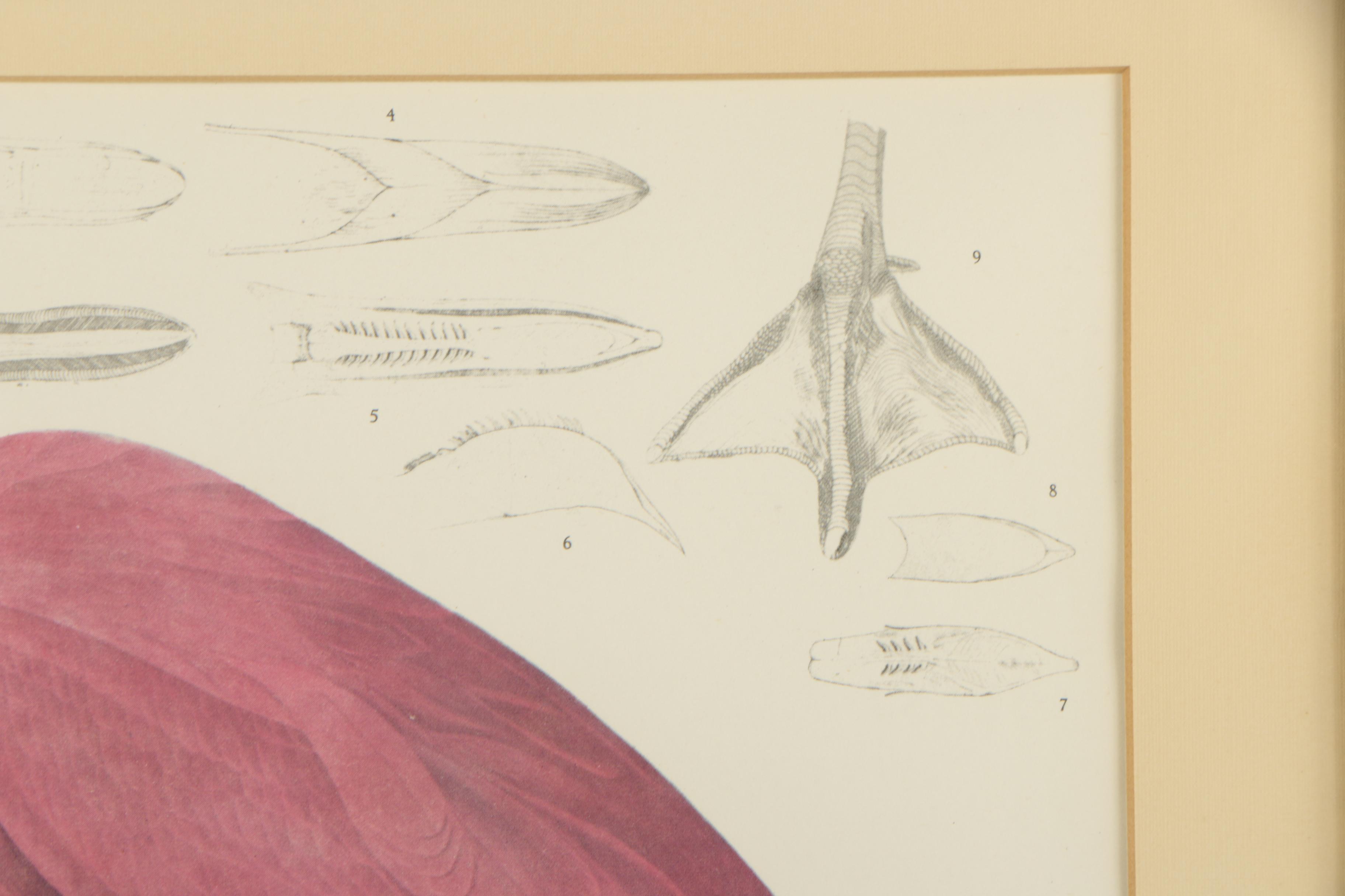 Offset Lithographs After John Audubon "Arctic Tern" and "American Flamingo"