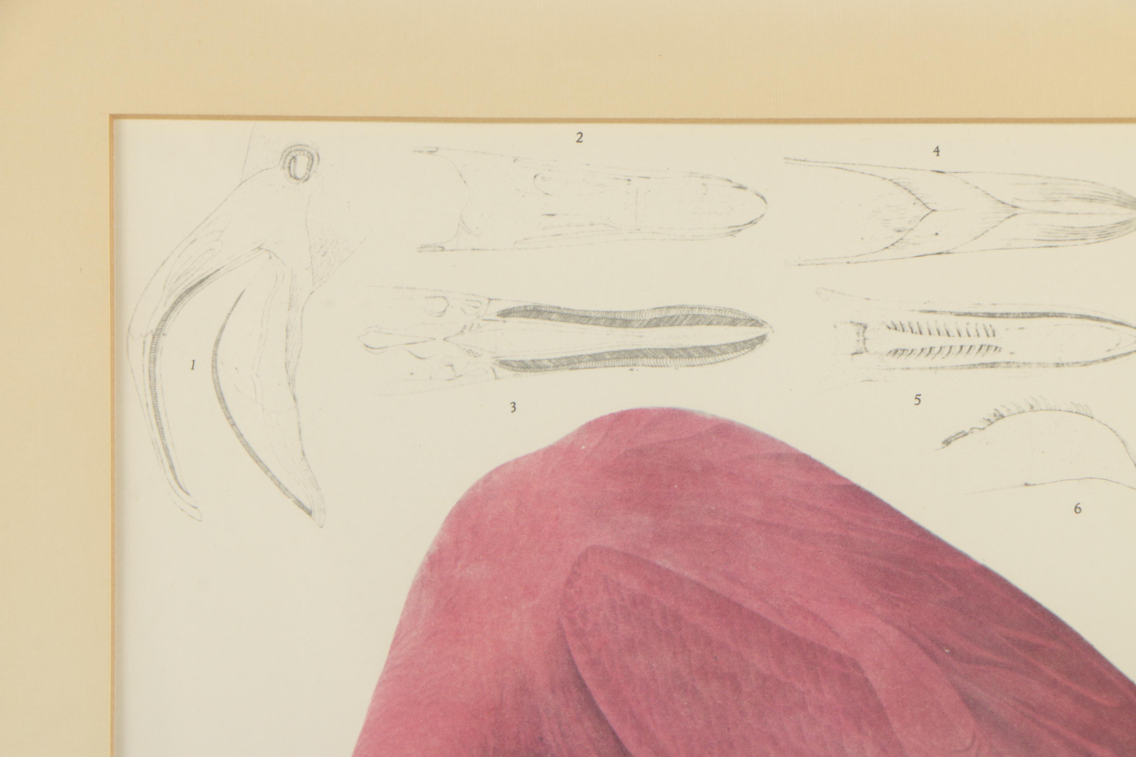 Offset Lithographs After John Audubon "Arctic Tern" and "American Flamingo"