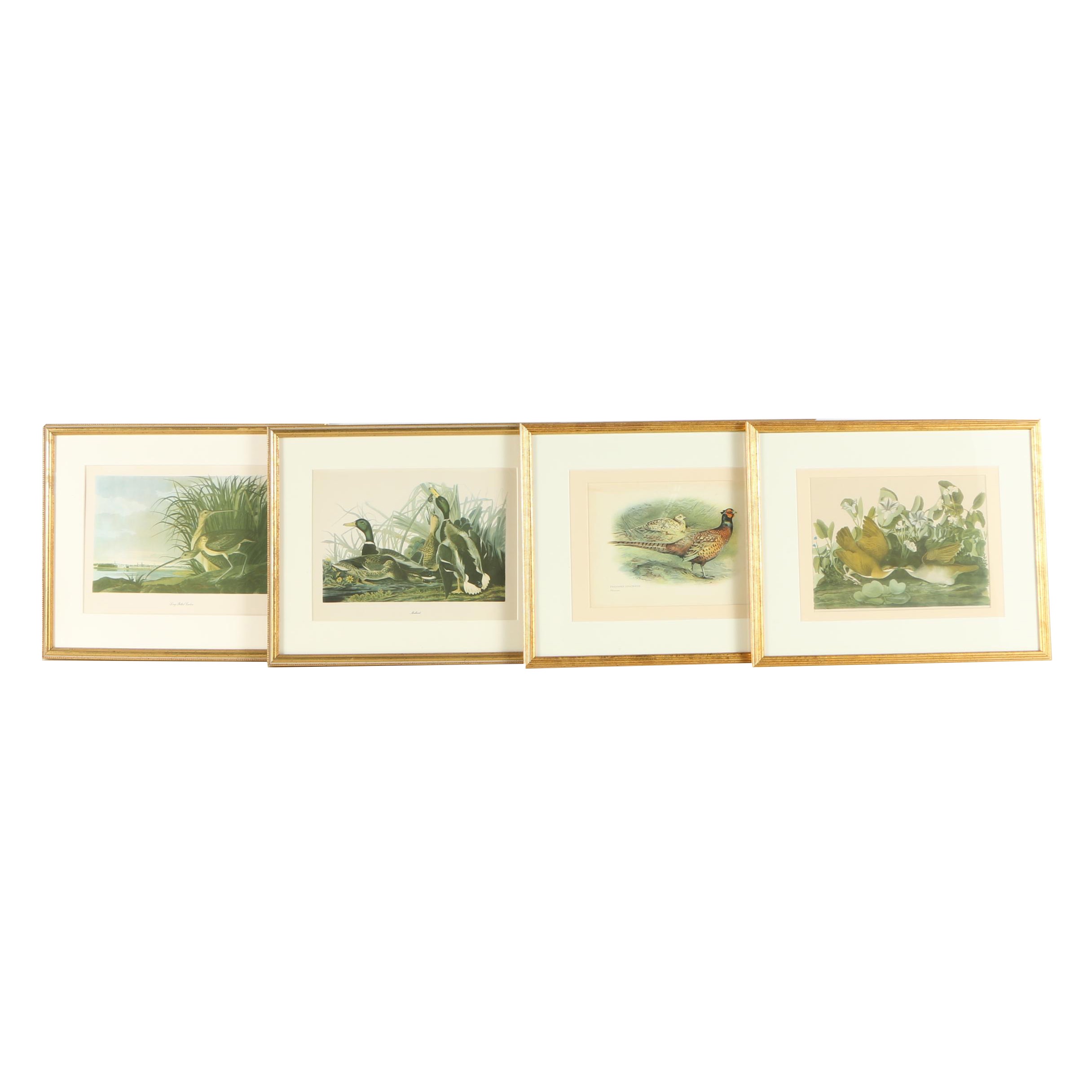 Offset Lithographs of Birds