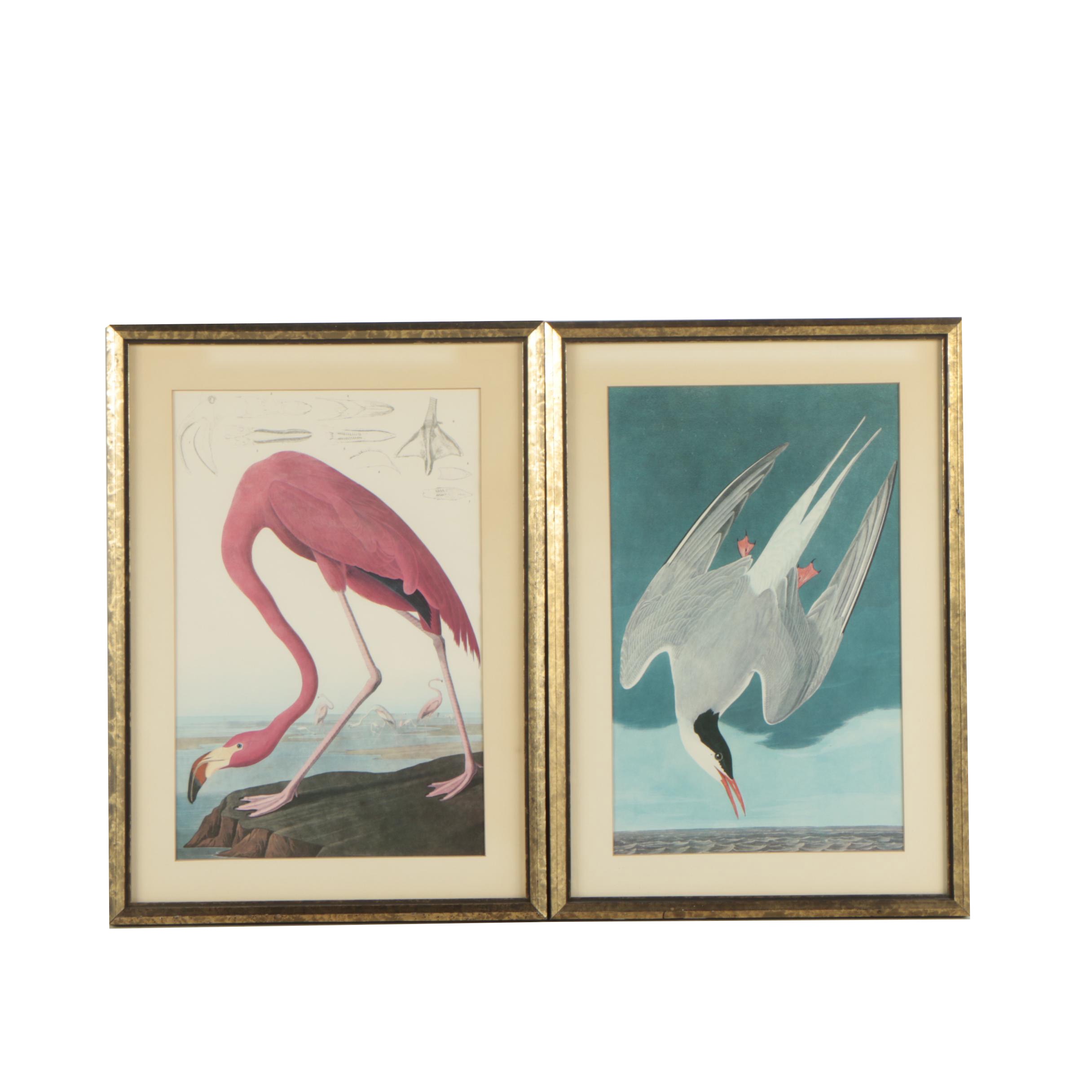 Offset Lithographs After John Audubon "Arctic Tern" and "American Flamingo"