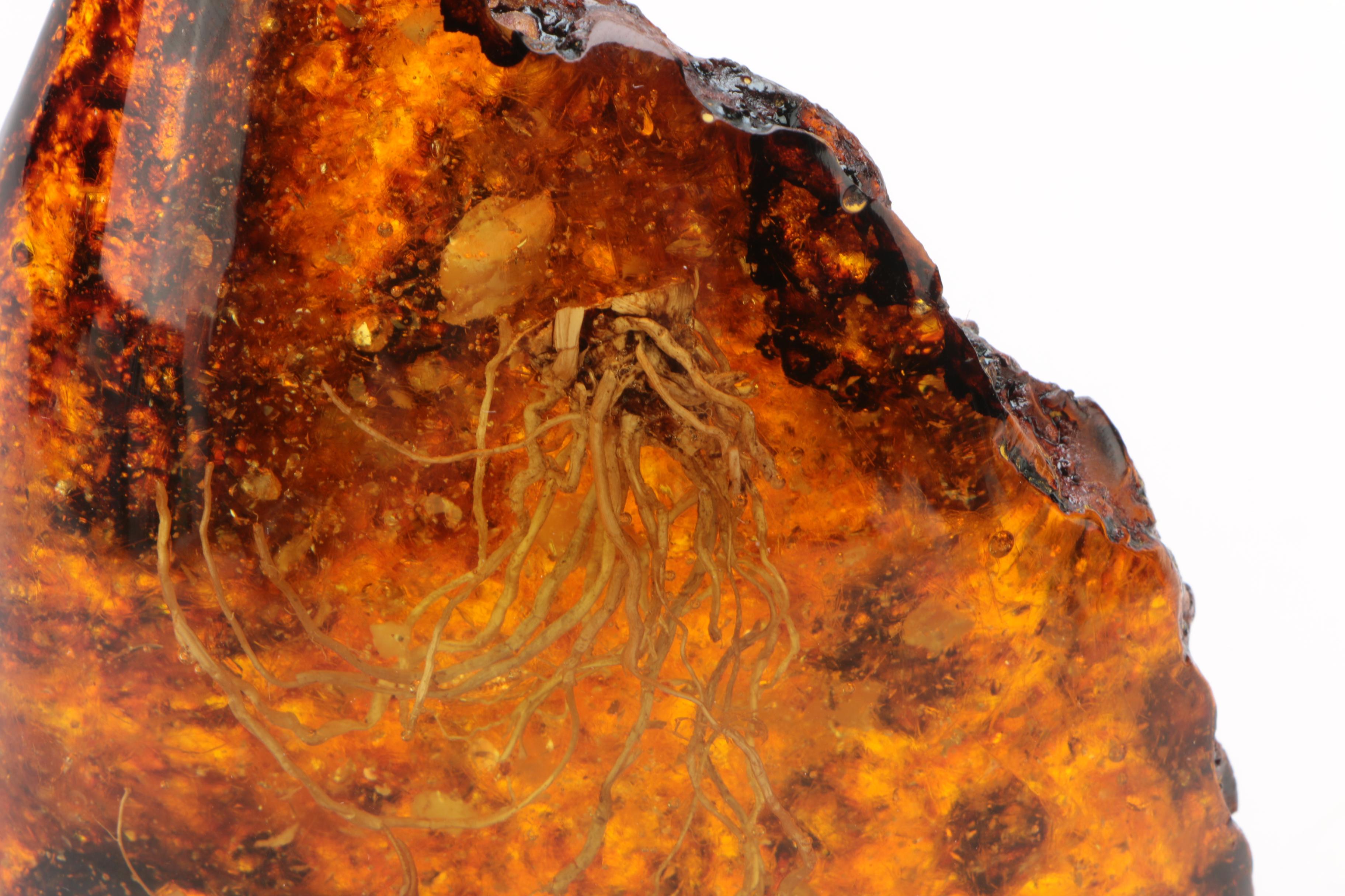 Faux Plastic Amber Fossil with Encapsulated Scorpion