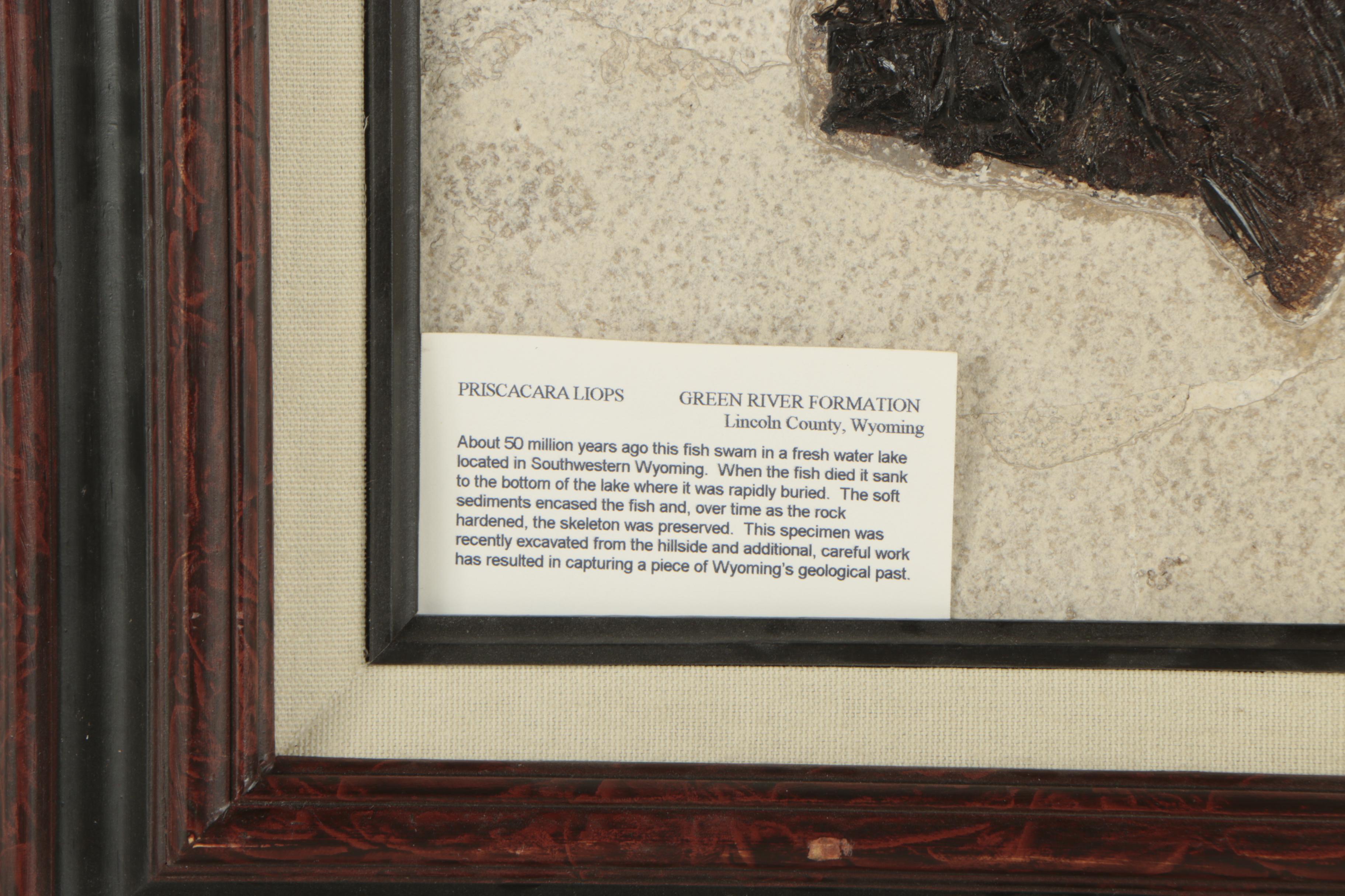 "Priscacara" Fossil Fish Specimen