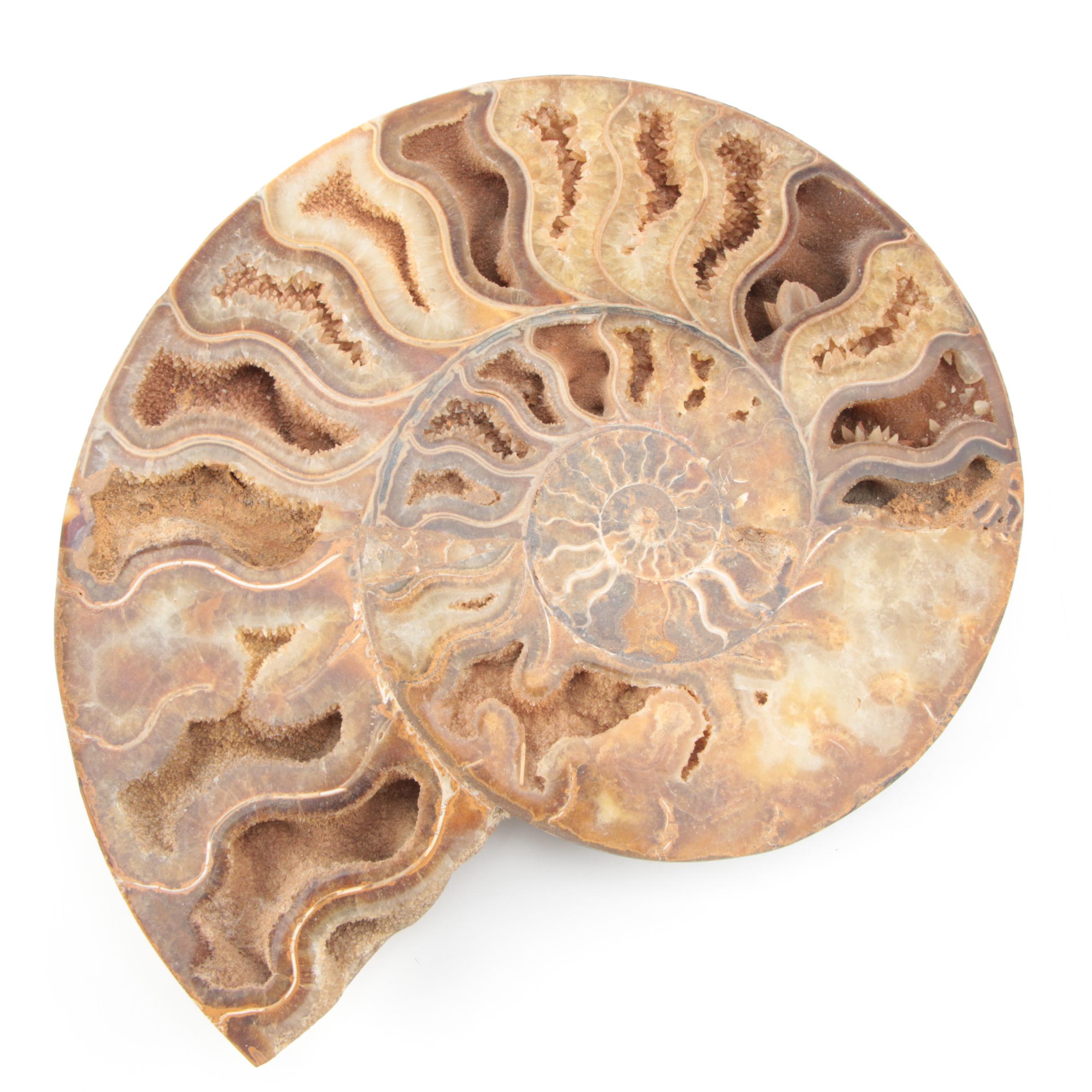 Coiled Ammonoid Specimen