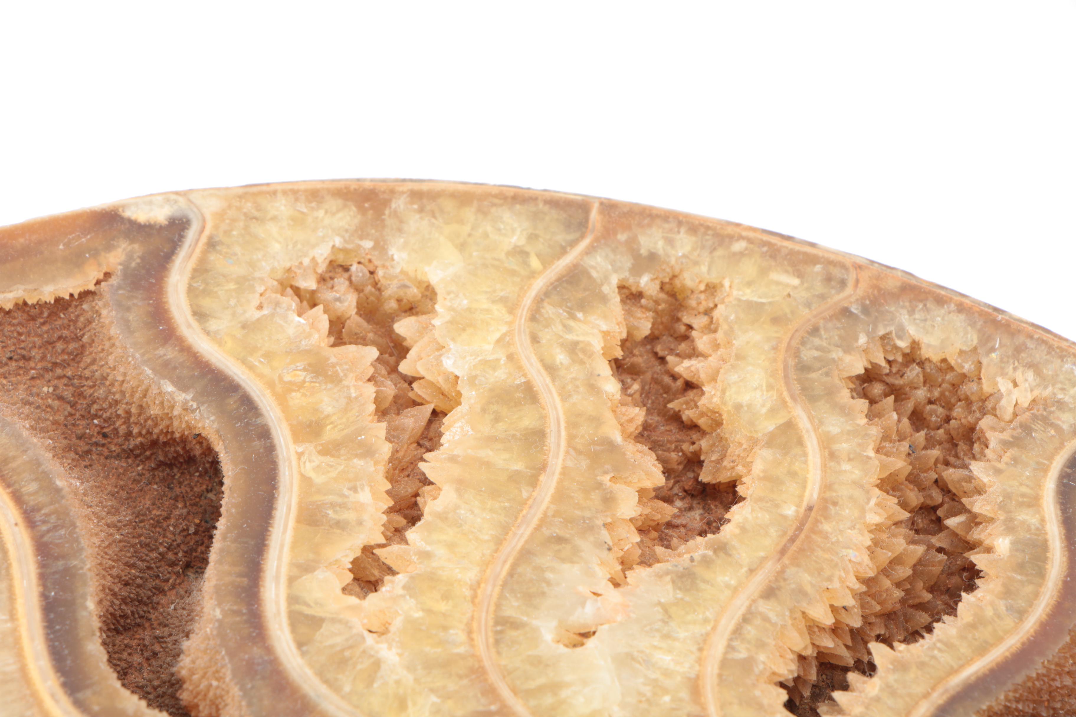 Coiled Ammonoid Specimen