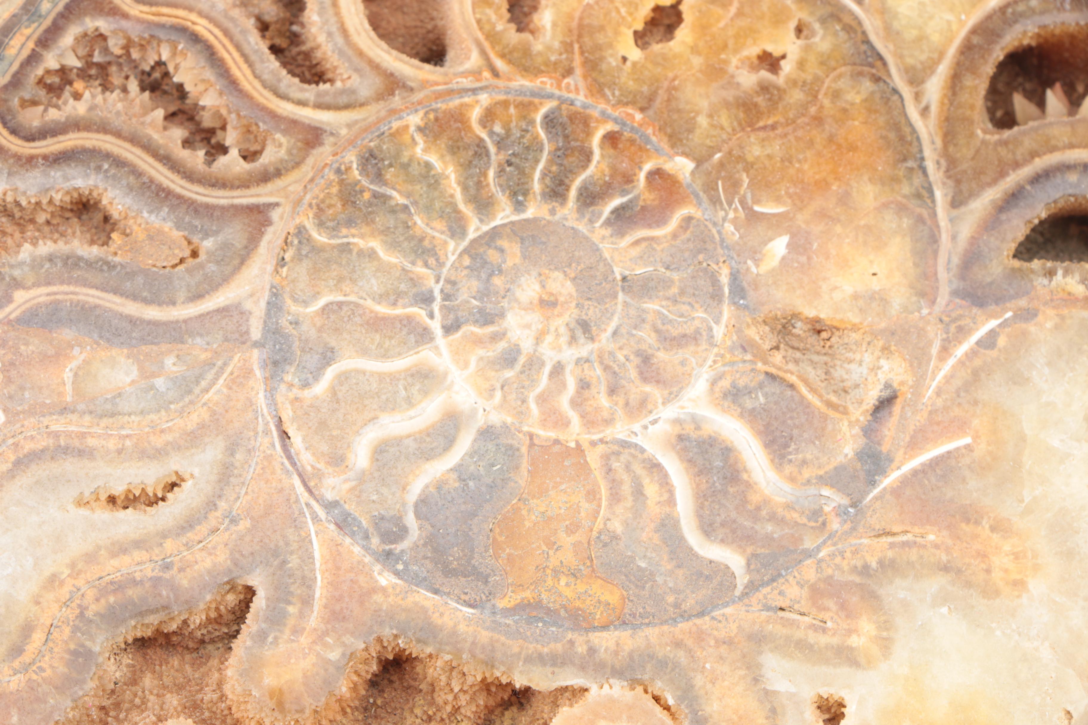 Coiled Ammonoid Specimen