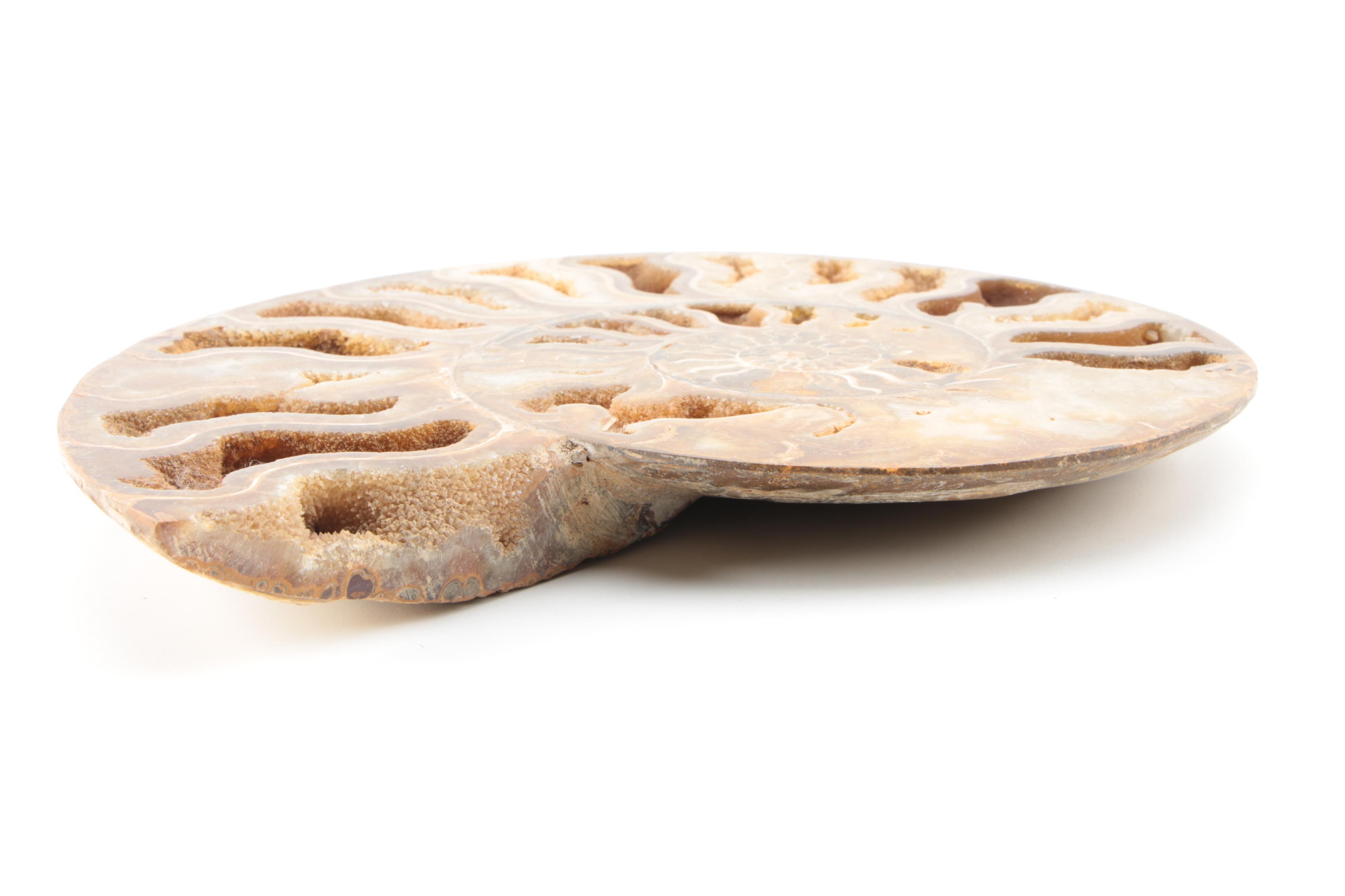 Coiled Ammonoid Specimen