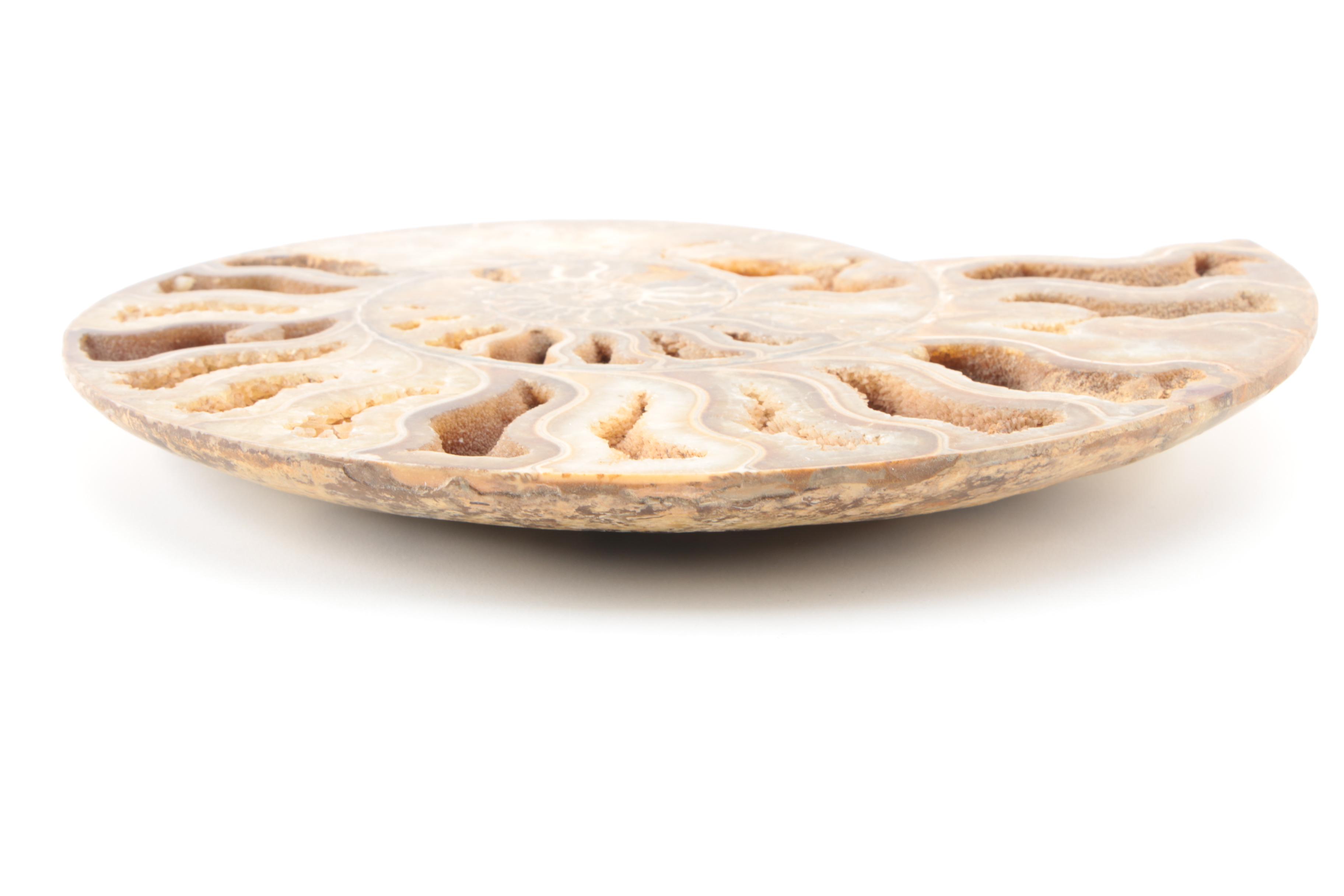 Coiled Ammonoid Specimen