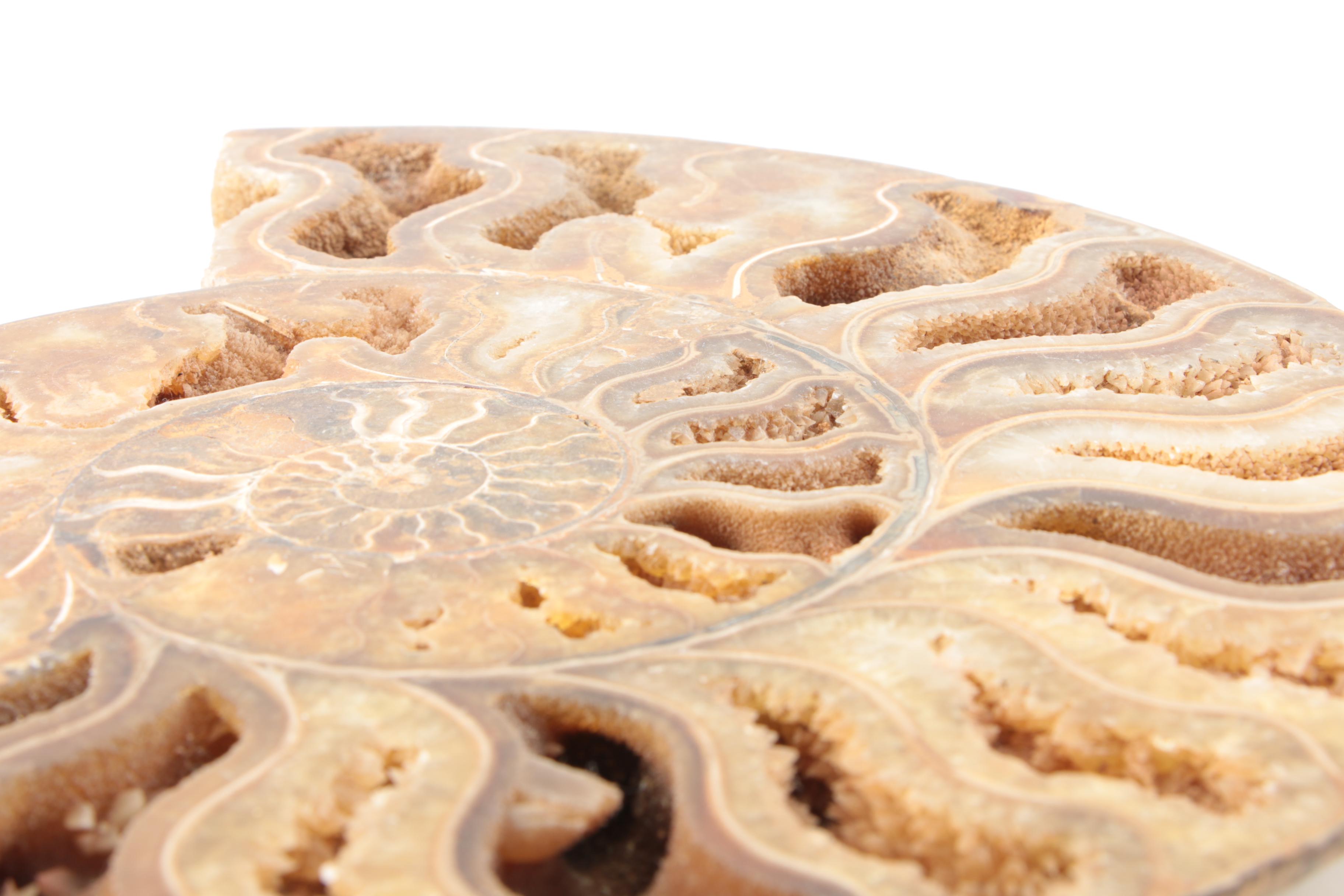 Coiled Ammonoid Specimen