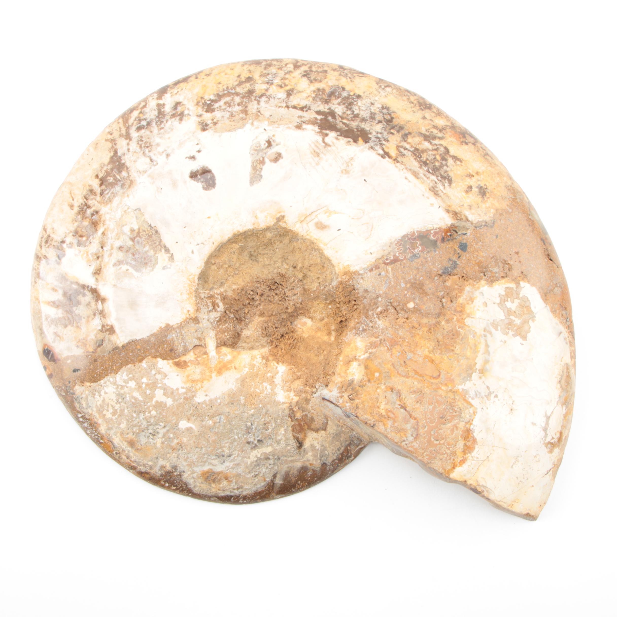 Coiled Ammonoid Specimen