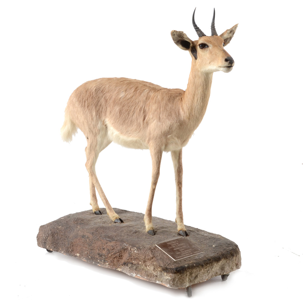 Taxidermy Redbuck