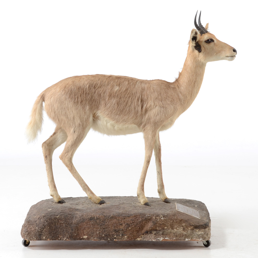 Taxidermy Redbuck
