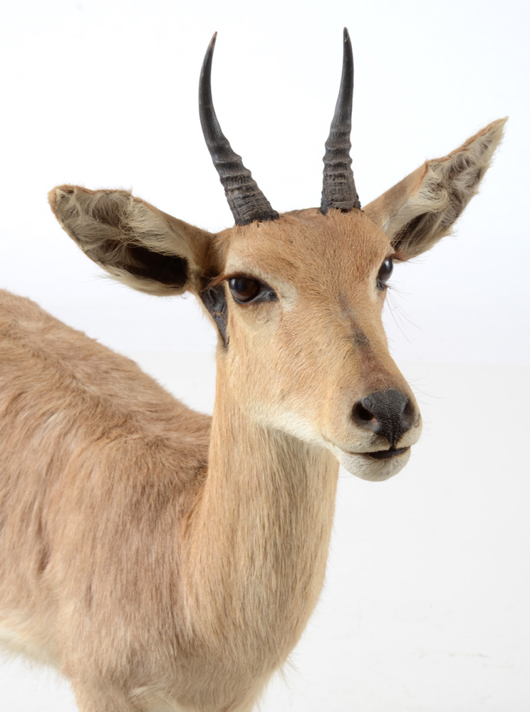 Taxidermy Redbuck
