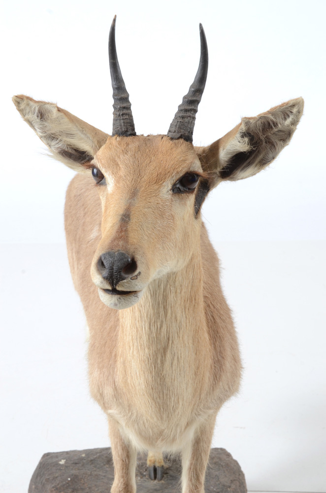 Taxidermy Redbuck