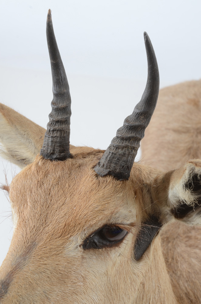Taxidermy Redbuck